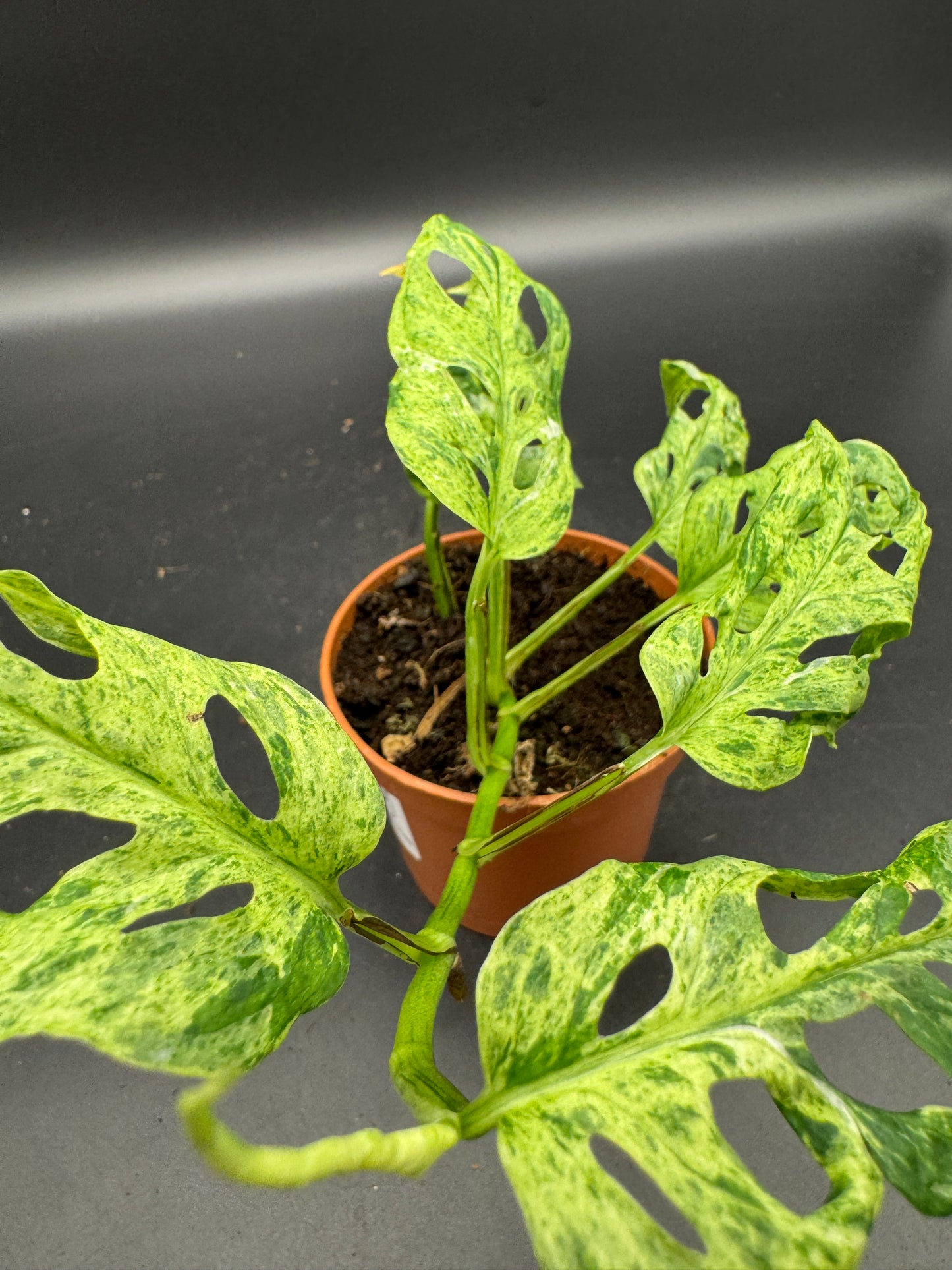 Monstera adansonii Frozen freckles