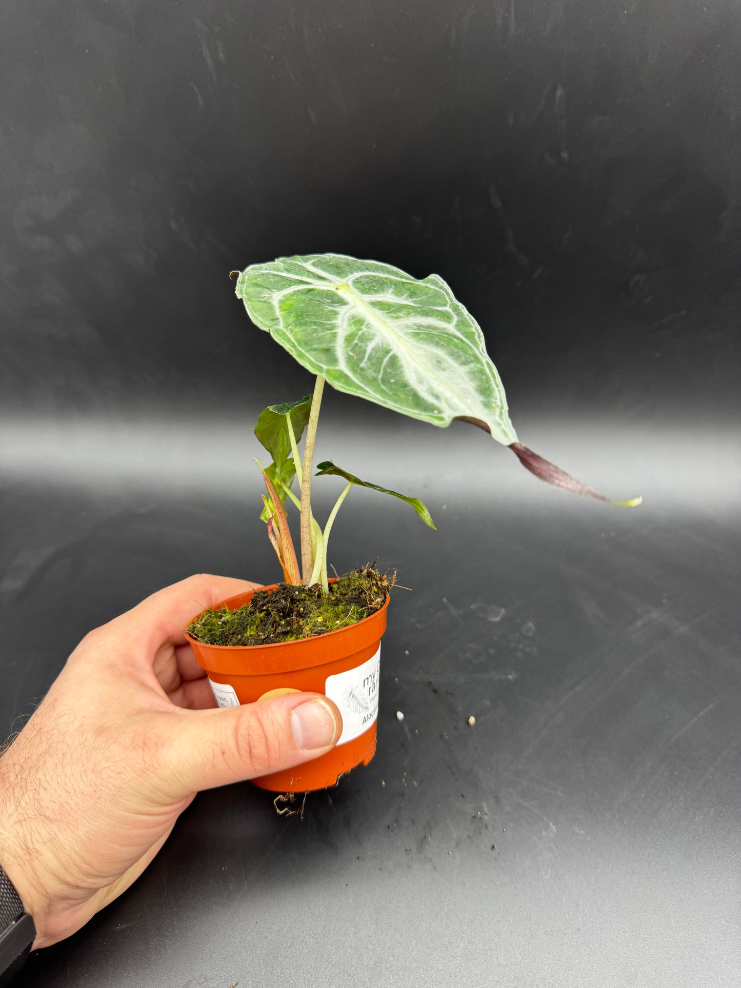 Alocasia Venom