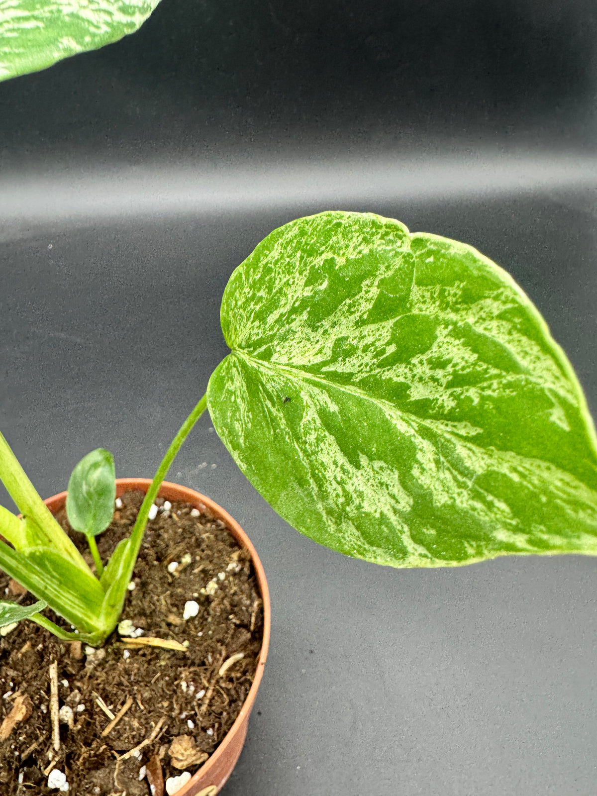 Monstera Bulbasaur