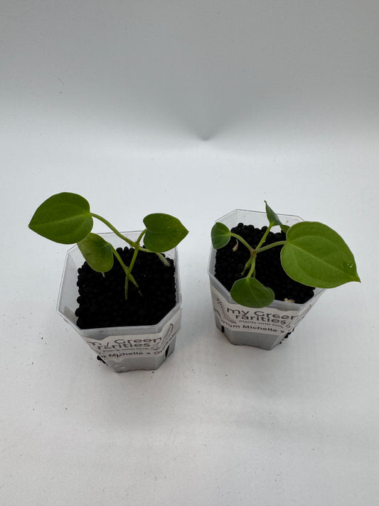 Anthurium Michelle x Dressleri