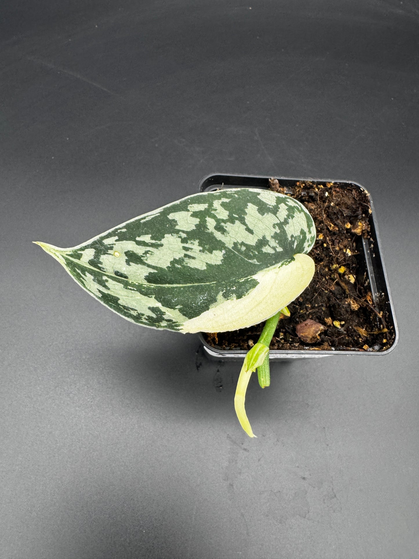 Scindapsus Mayari