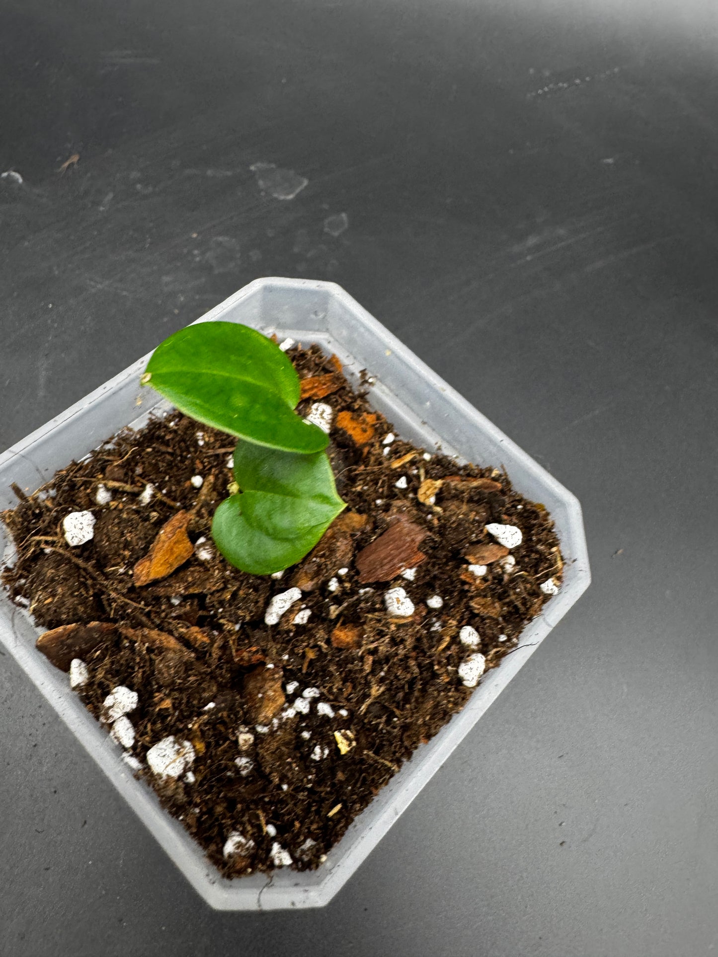 Anthurium Michelle × Anthurium FS × RVDP – Seedling