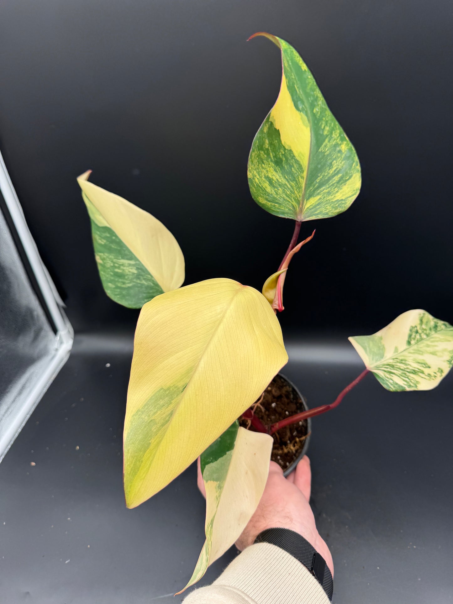 Philodendron strawberry Shake