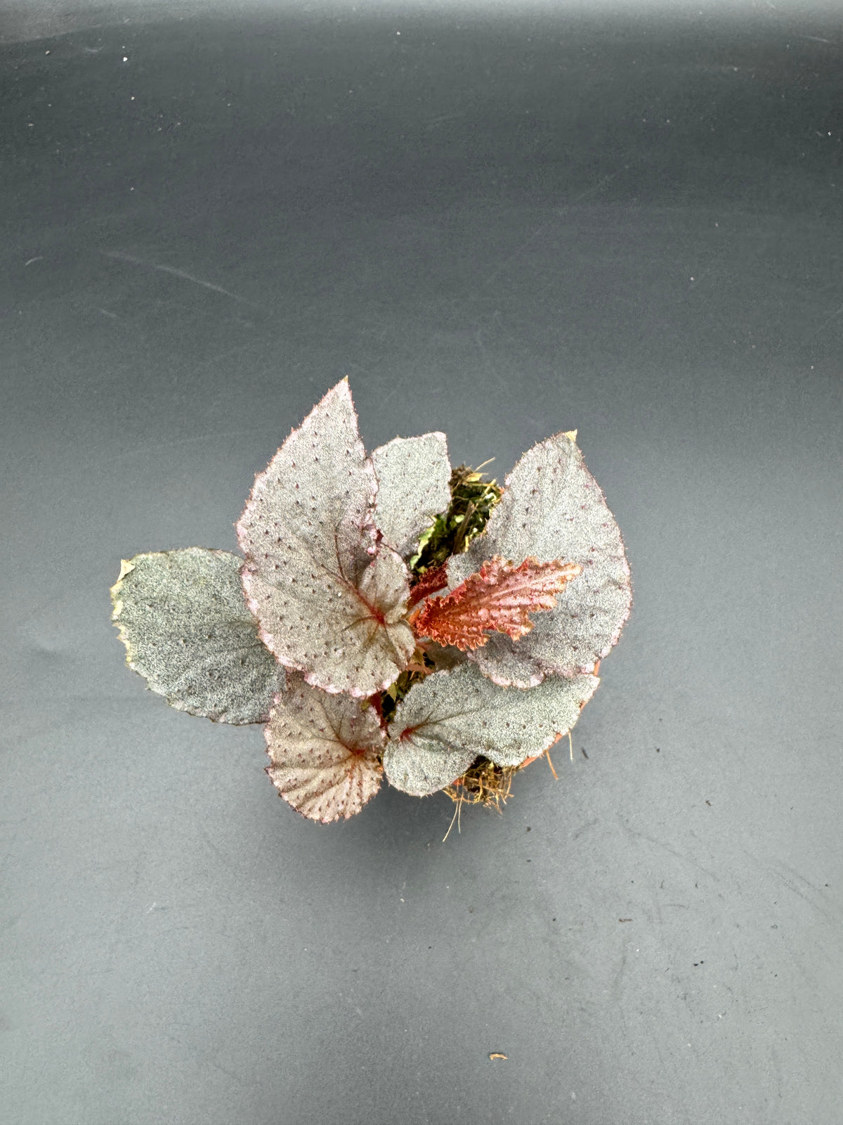 Begonia Lamriana Silver