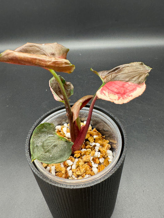 Syngonium Strawberry Ice