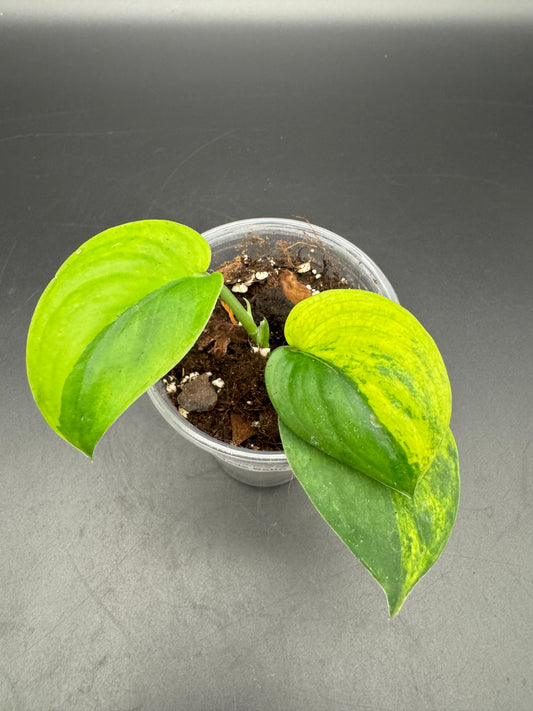 Scindapsus Jade Satin Aurea variegata