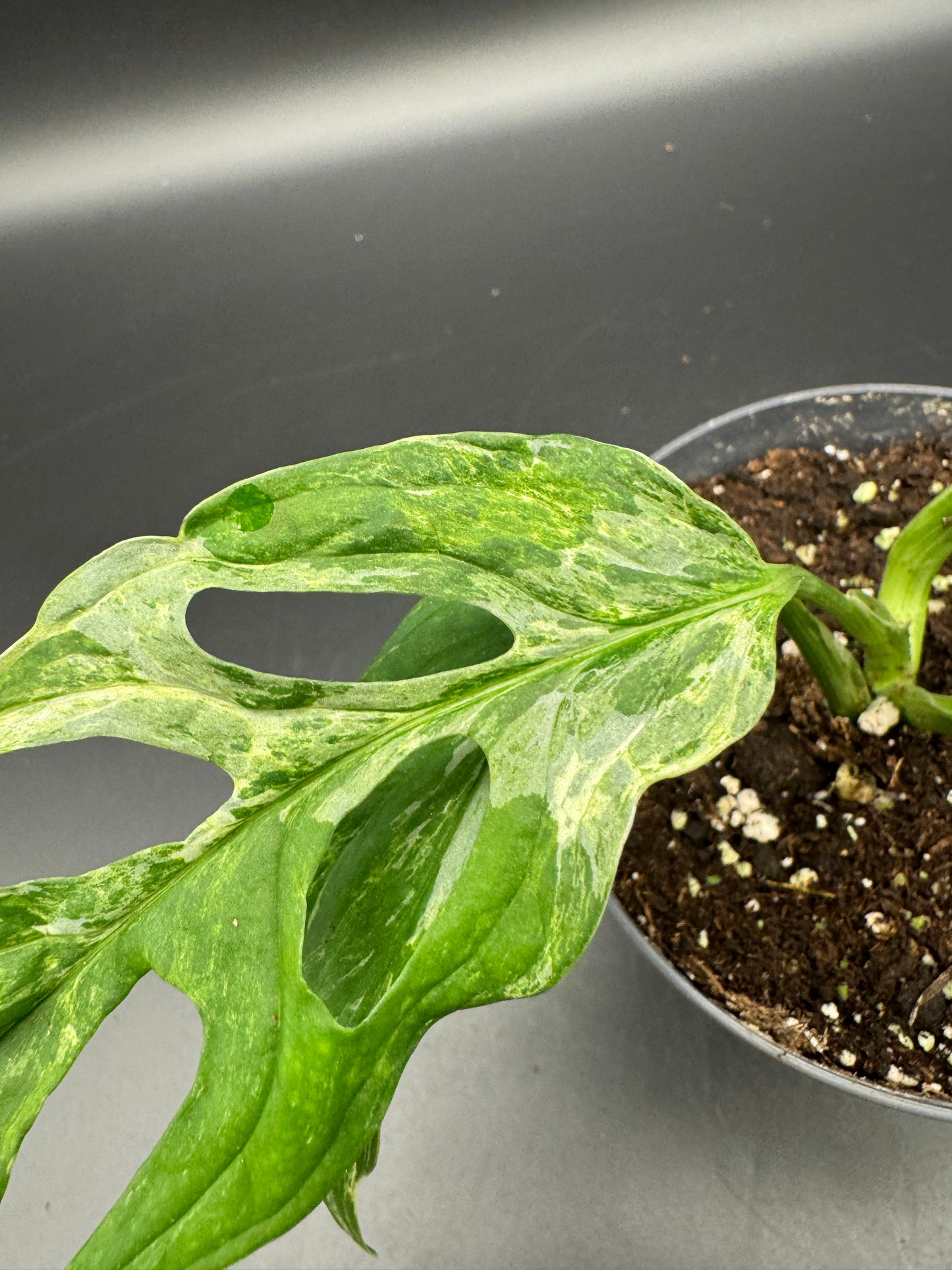 Monstera Adansonii Indonesien marble