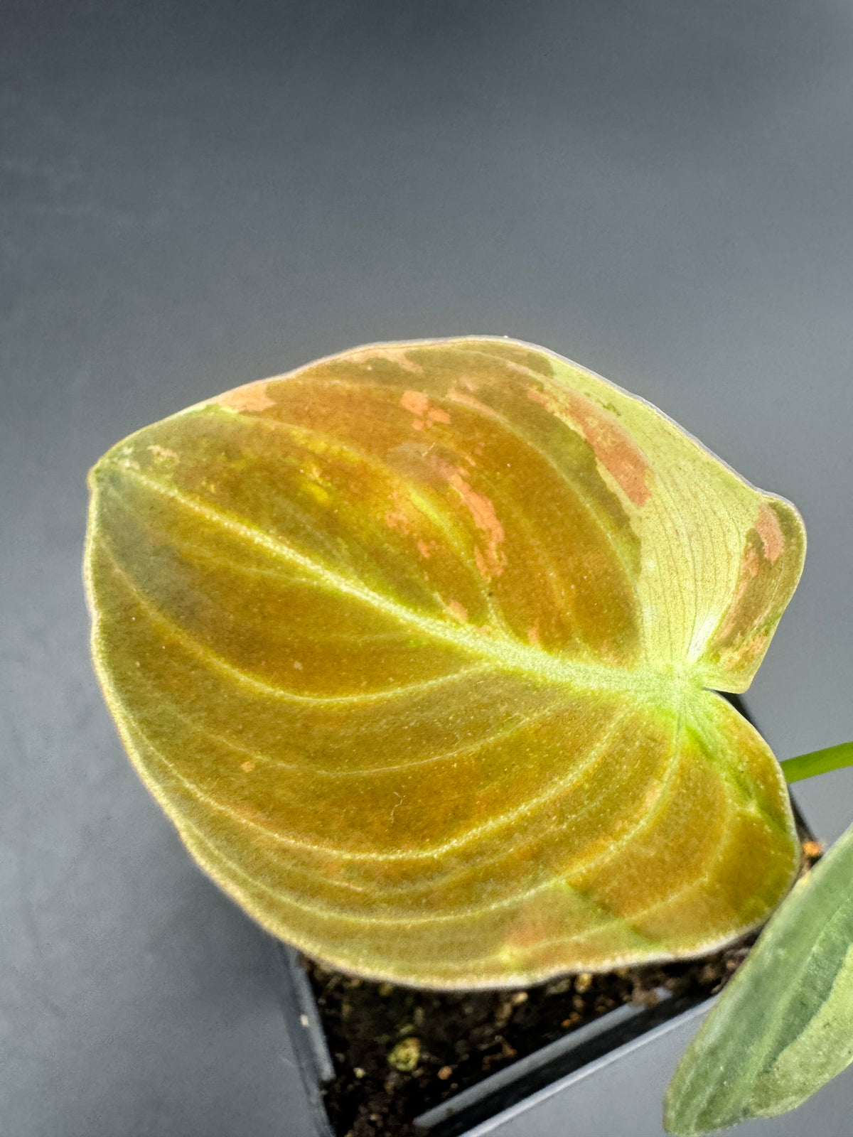 Philodendron melanochrysum variegata