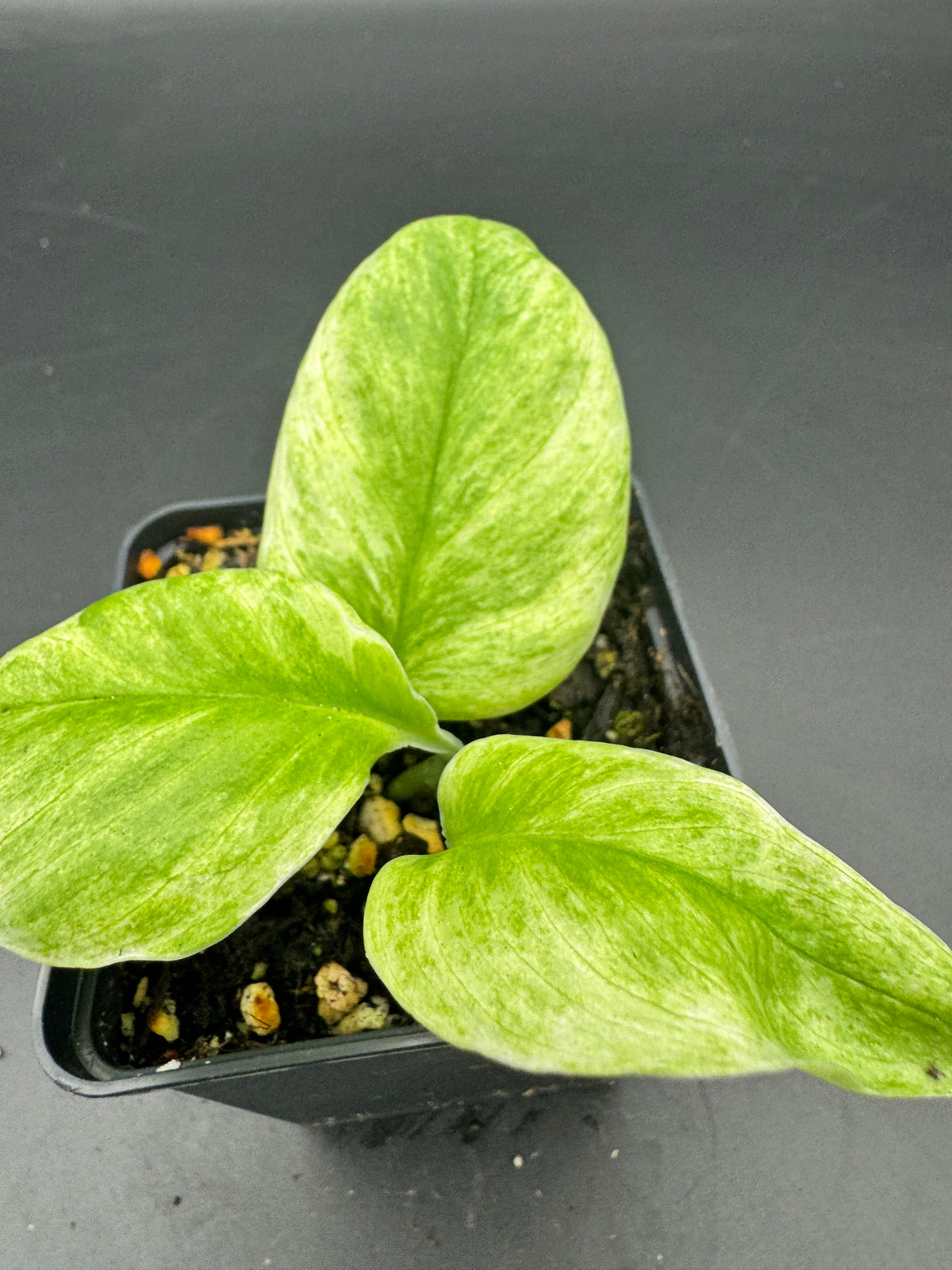 Scindapsus treubii ghost mint variegata