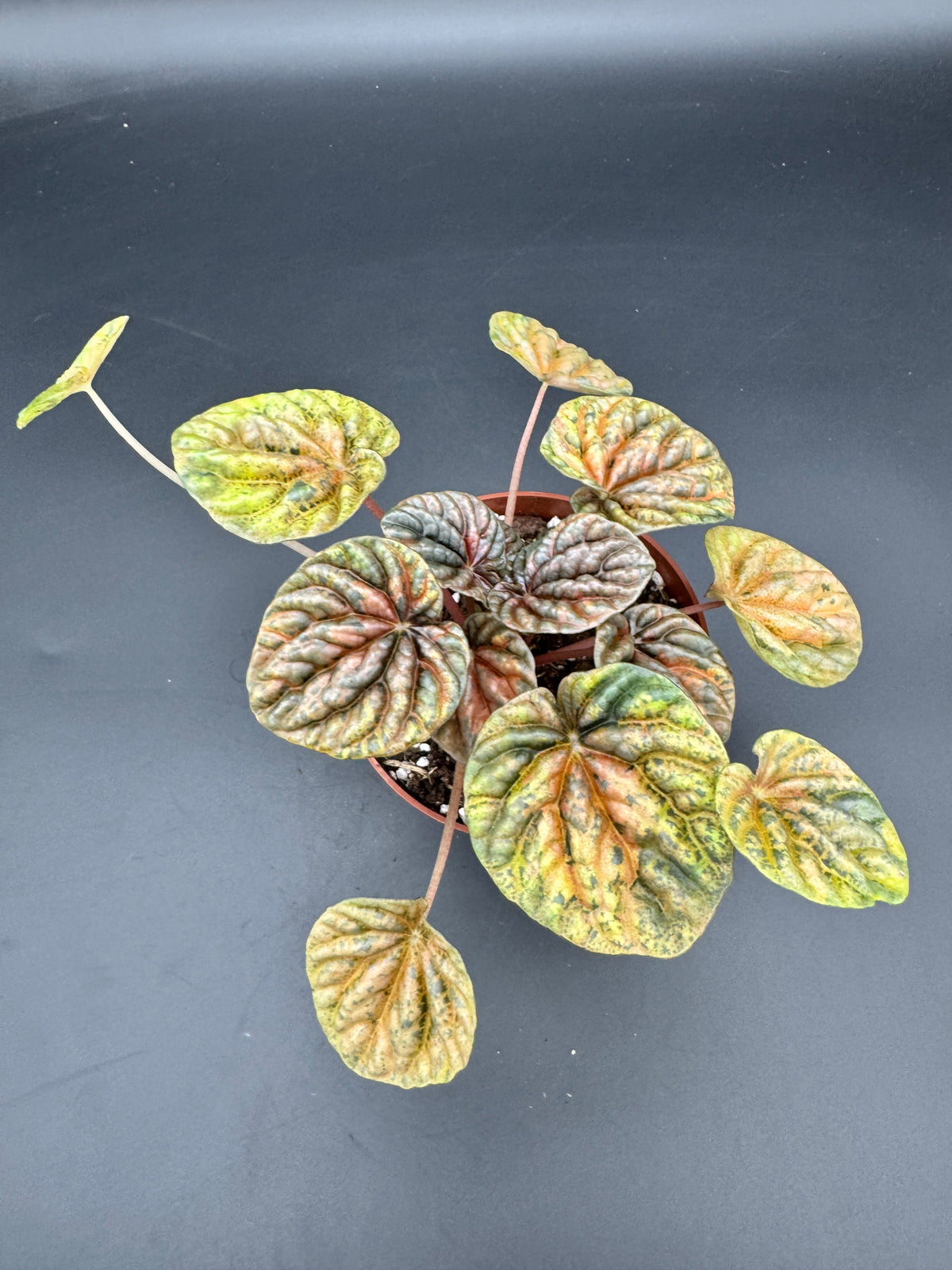 Peperomia caperata Disco Fall variegata