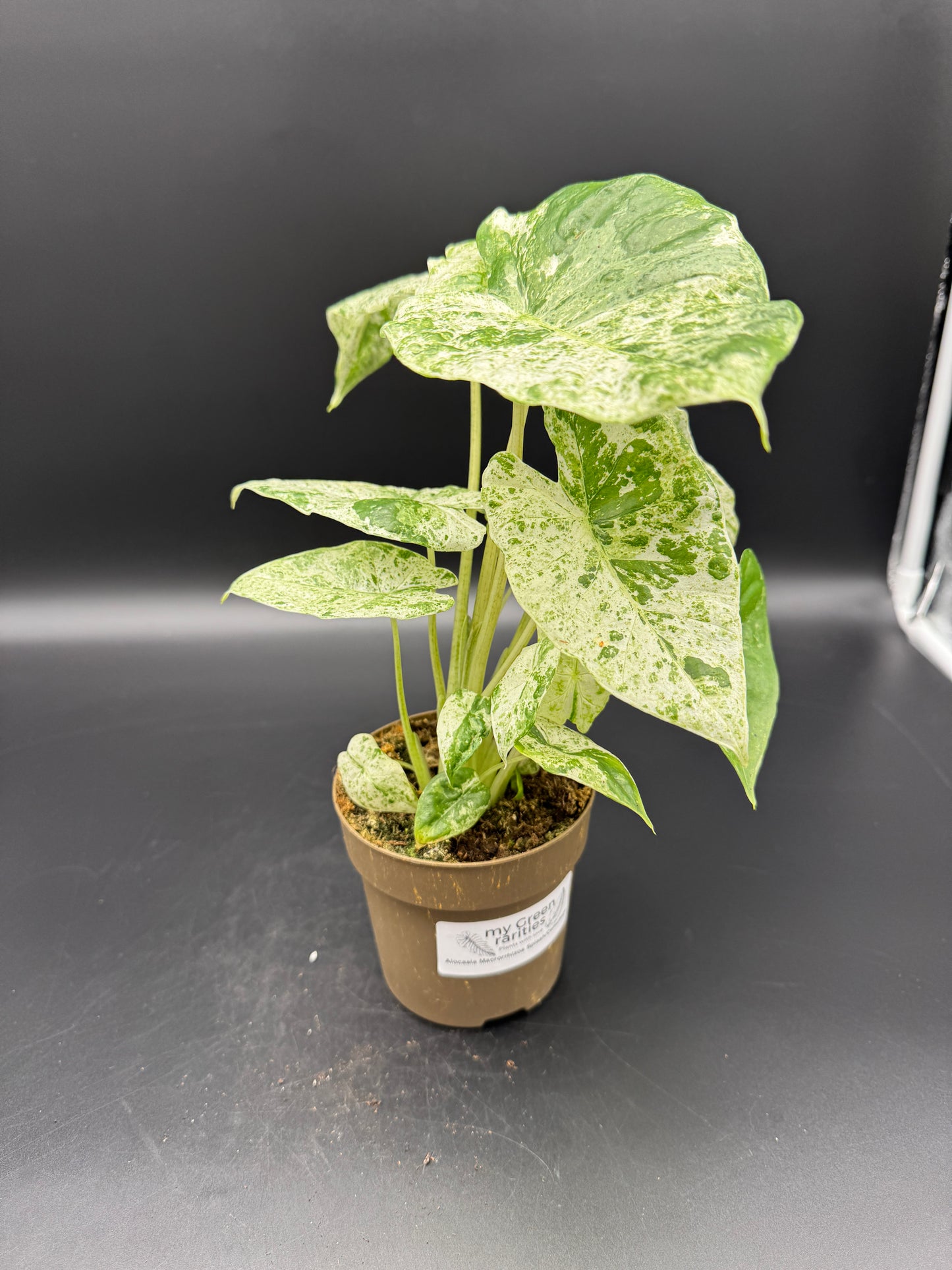 Alocasia macrorrhizos 'Splash'