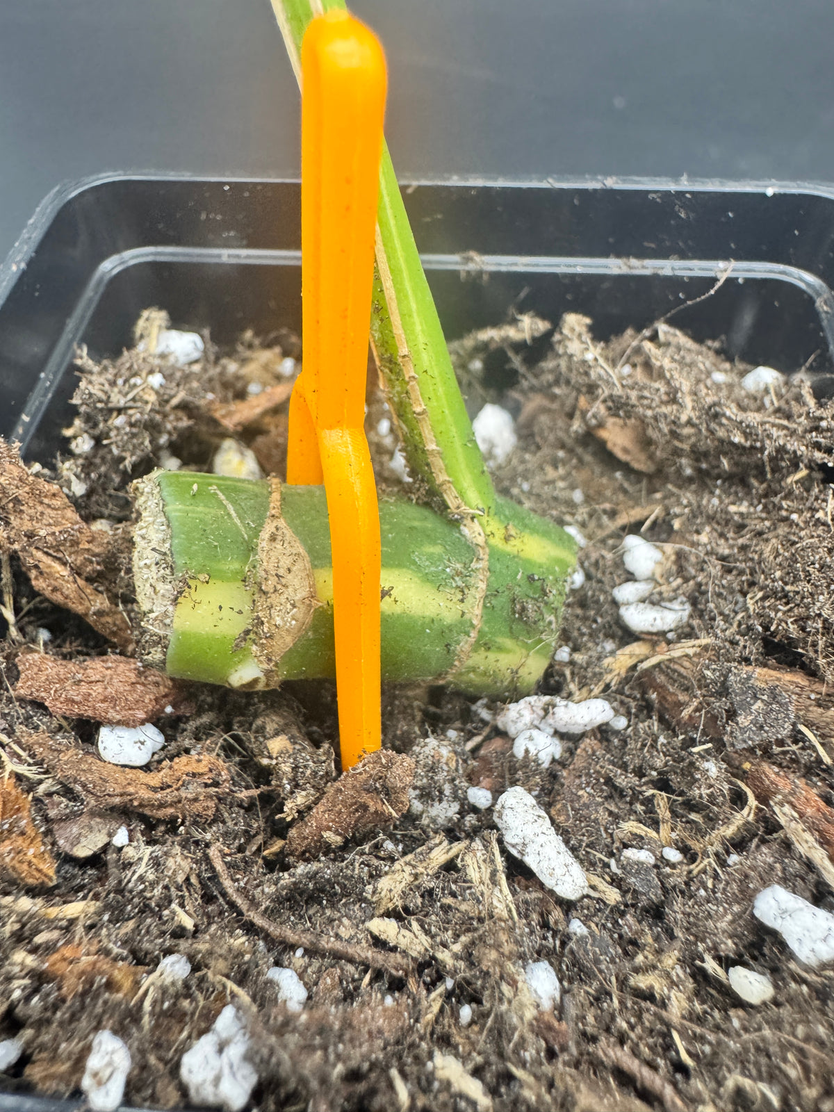 Rhaphidophora tetrasperma Thai constellation (Monstera Minima Thai constellation)