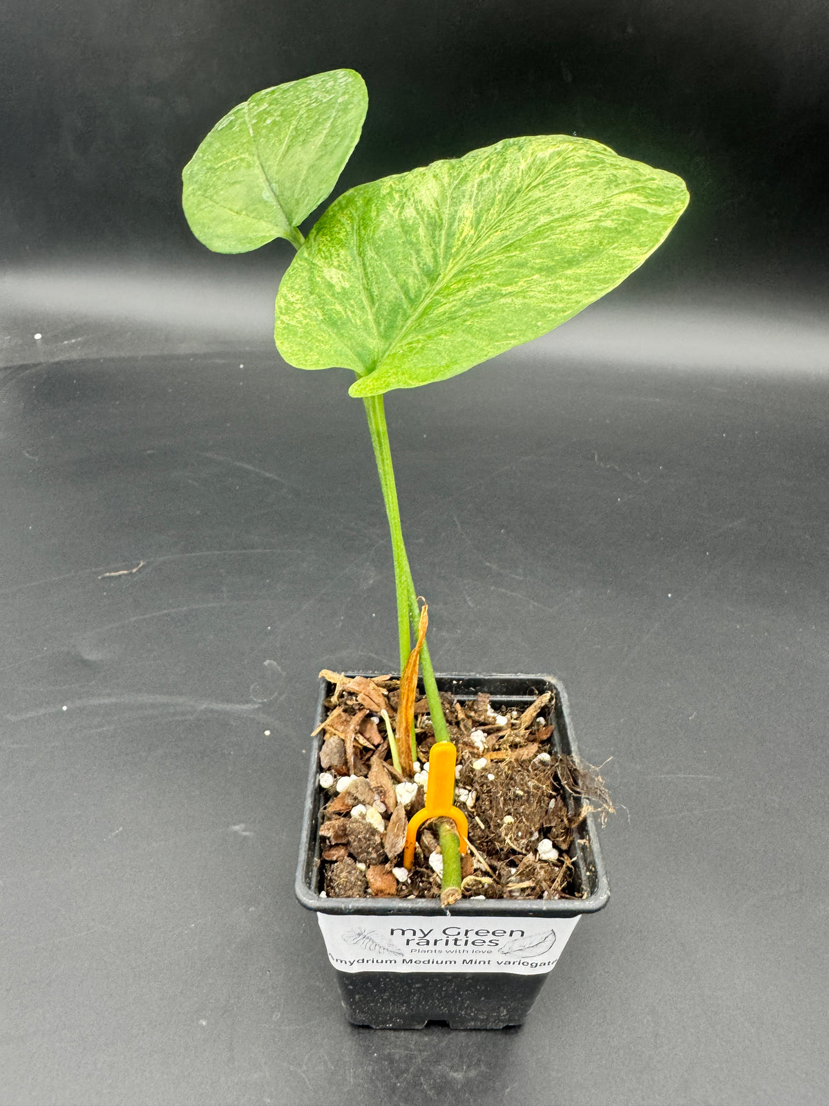 Amydrium Medium mint Variegata