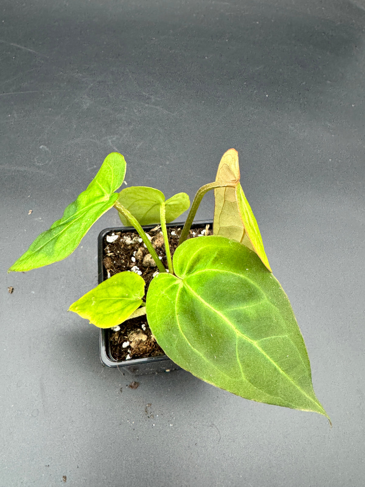 Anthurium Michelle x Black Jack