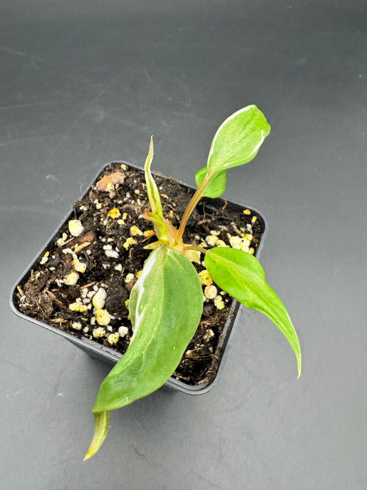 Philodendron micans velvet halo variegata