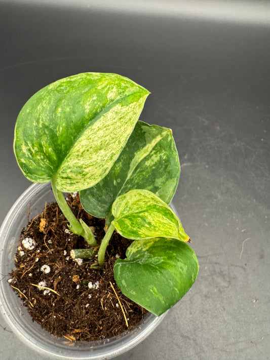 Scindapsus Jade Satin variegata