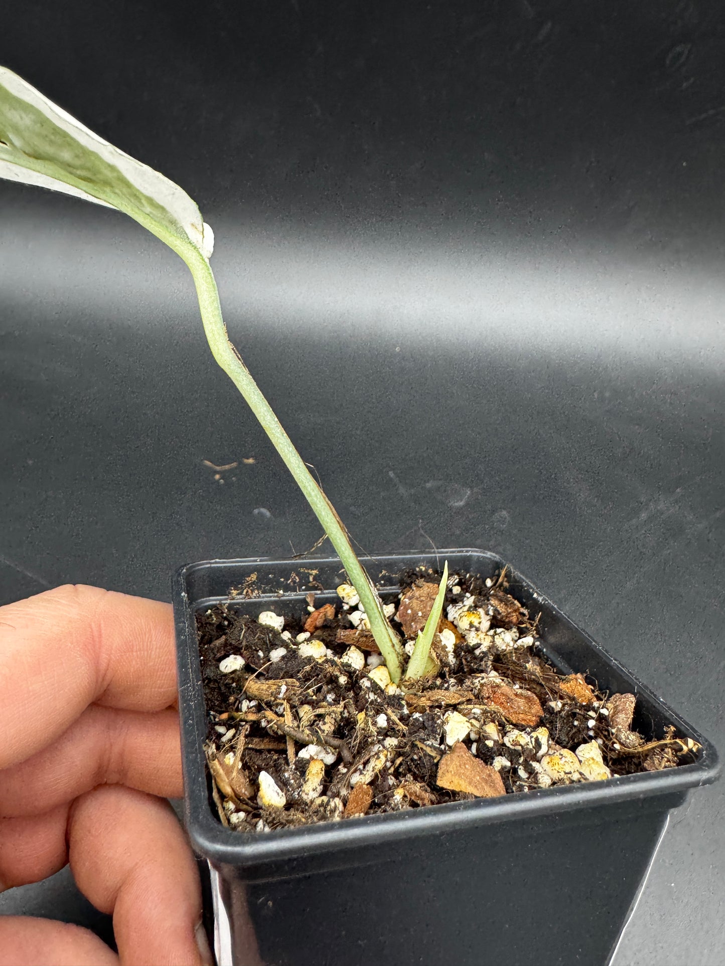 Epipremnum pinnatum Ghostie