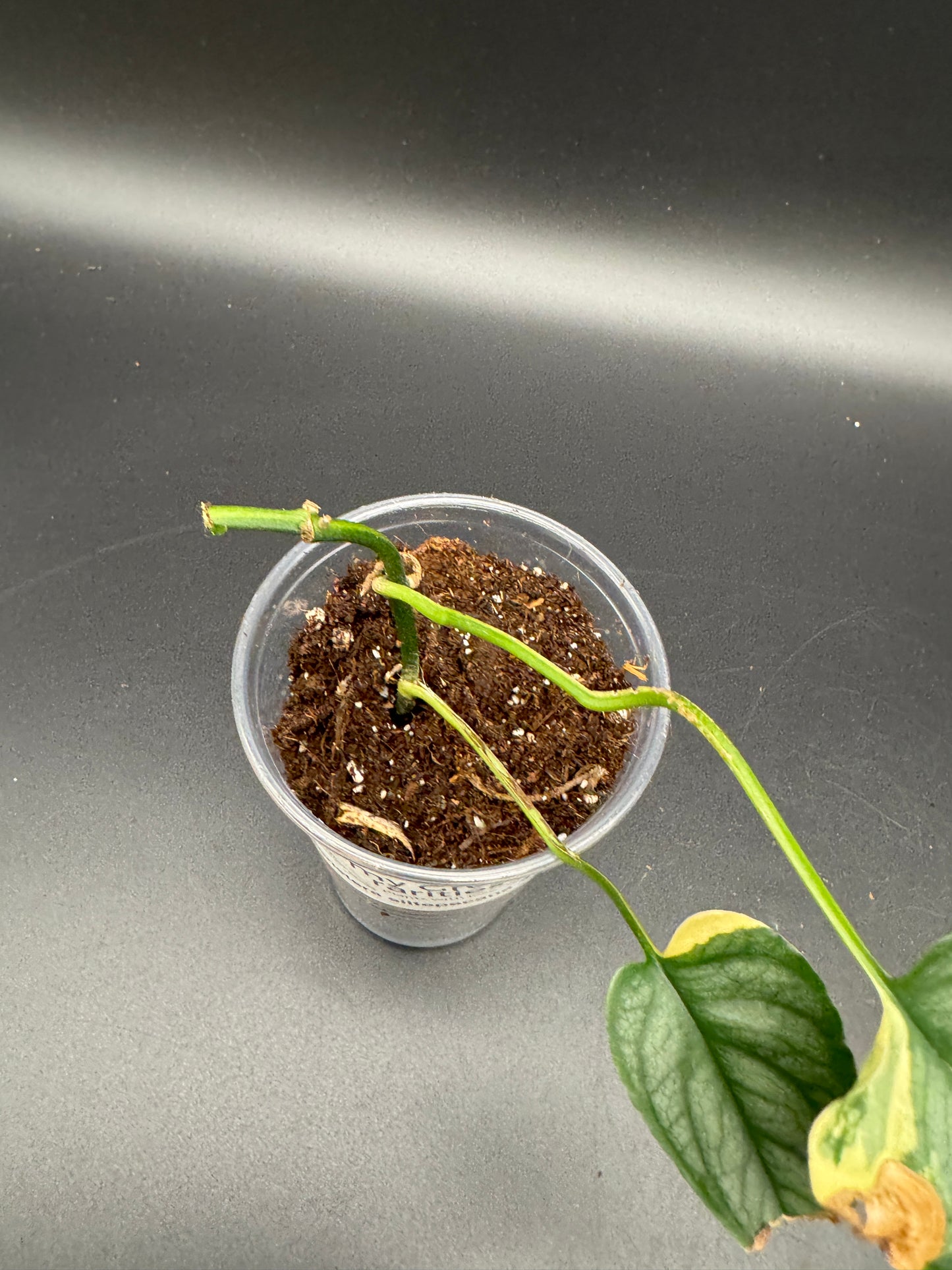 Monstera Siltepecana Aurea Basis