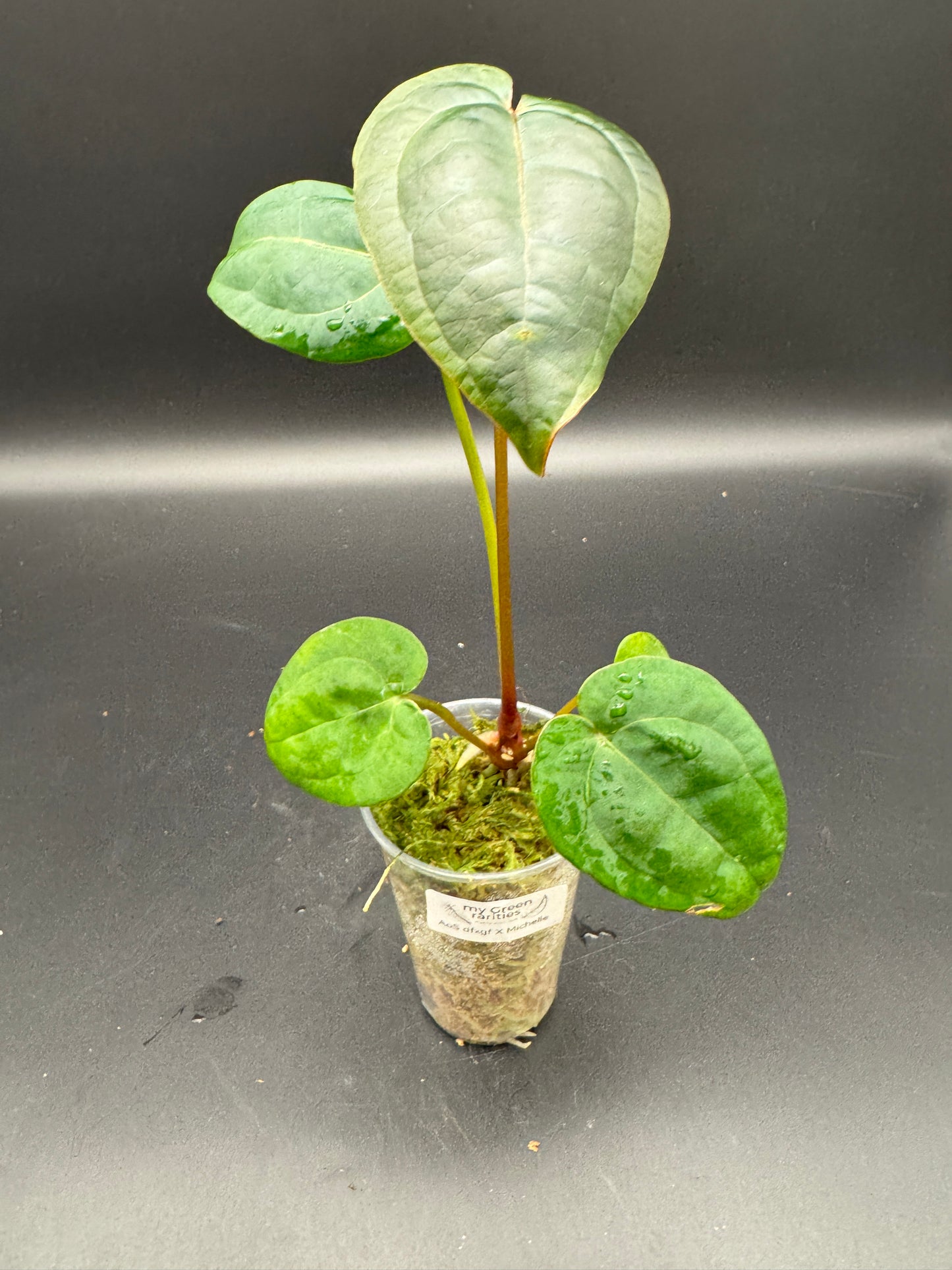 Anthurium AoS dfxgf × Michelle