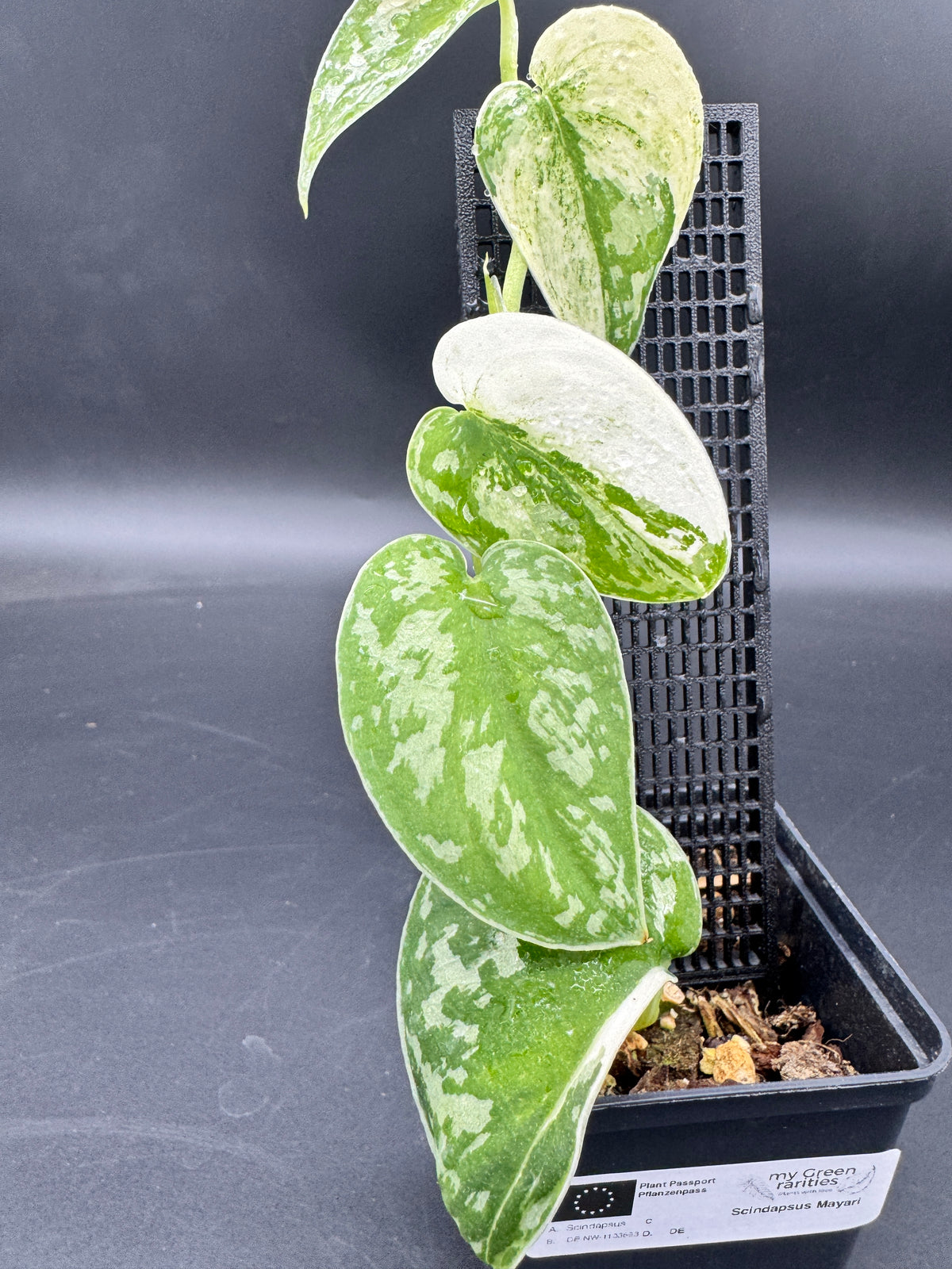 Scindapsus Mayari