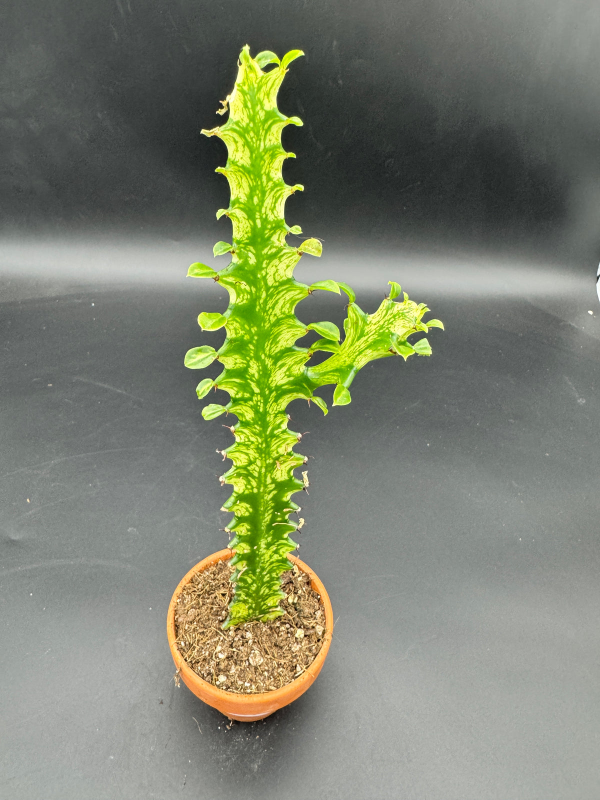 Euphorbia lactea ‘Variegata’