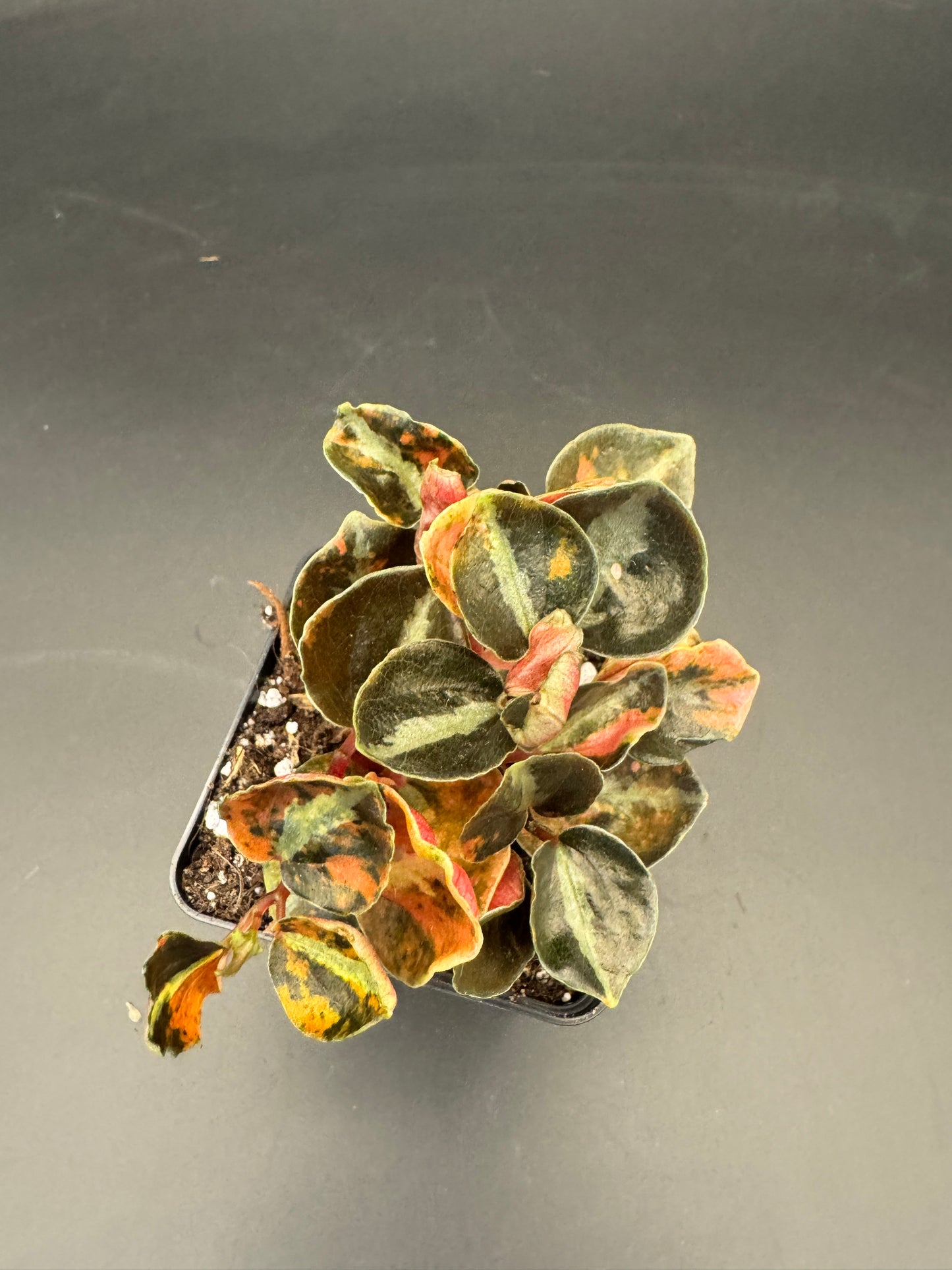 Peperomia Creme brulee