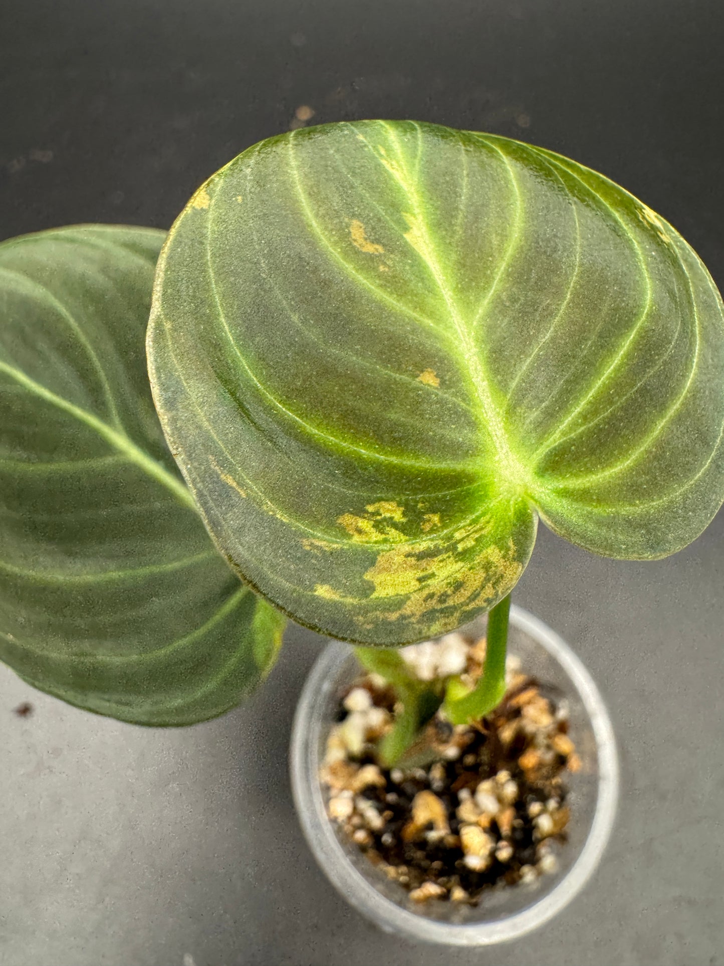 Philodendron melanochrysum variegata