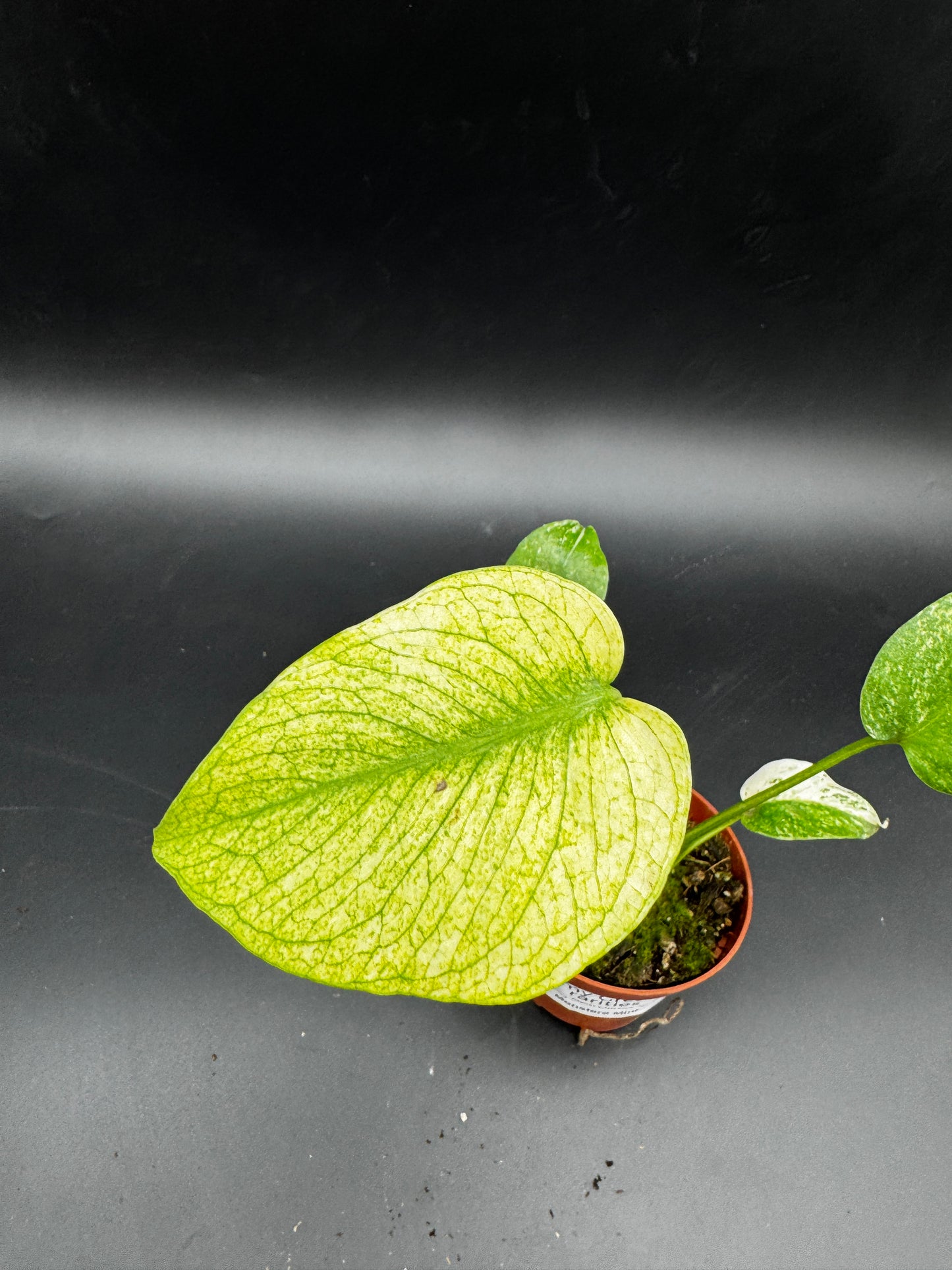 Monstera Mint variegata