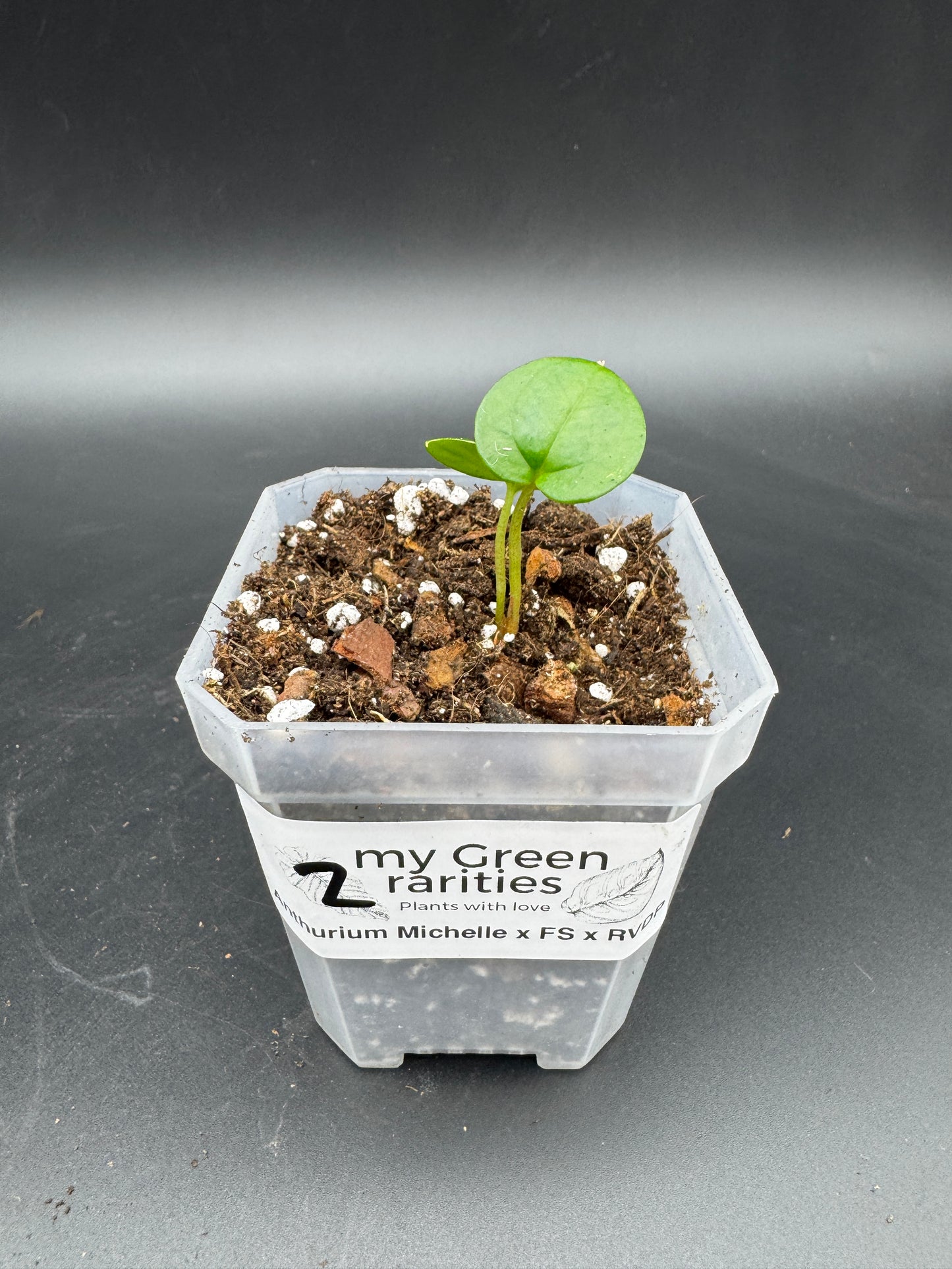 Michelle Hybrid Selection Trio