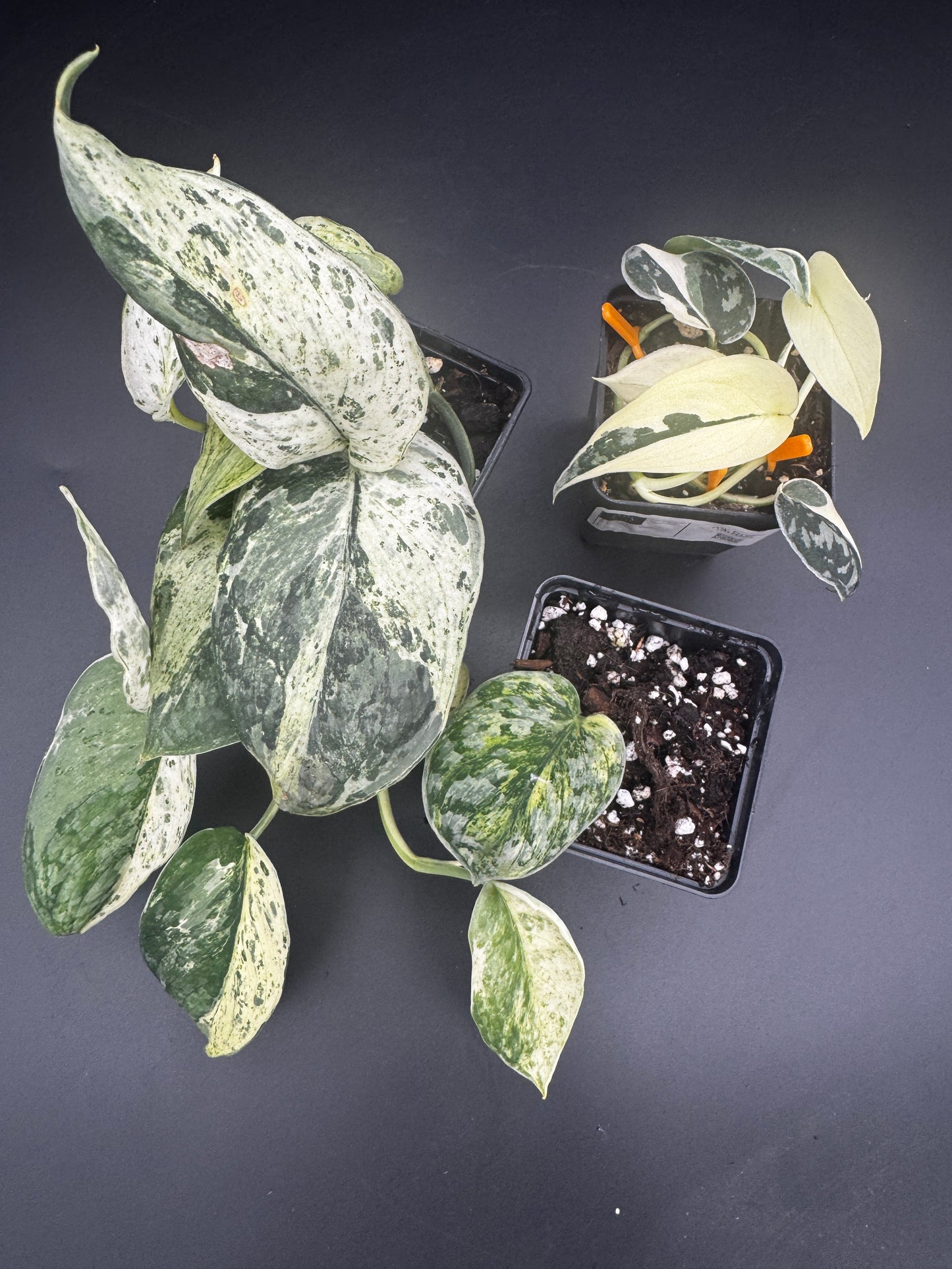 Scindapsus Collector’s Trio