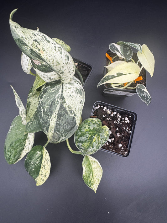 Scindapsus Collector’s Trio