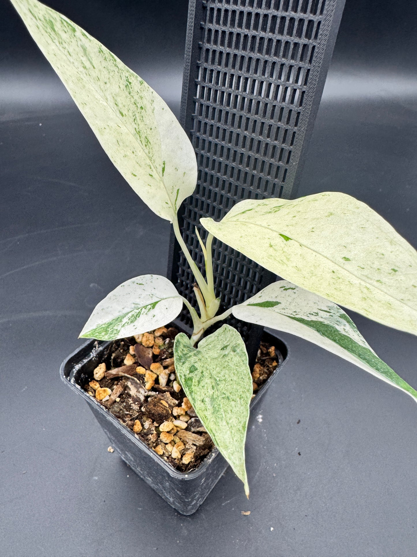 Epipremnum pinnatum cebu Blue Marble variegata