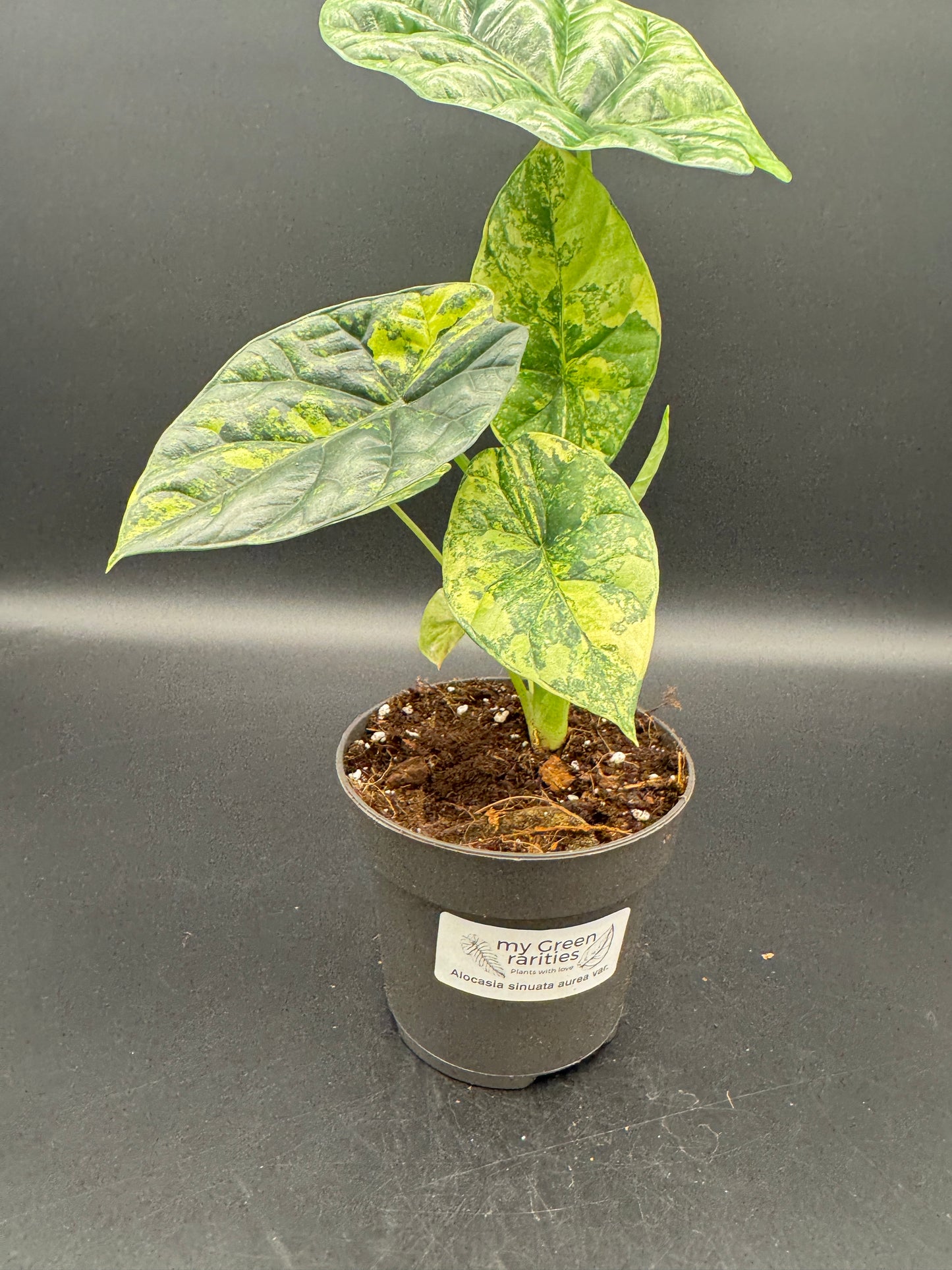 Alocasia sinuata aurea