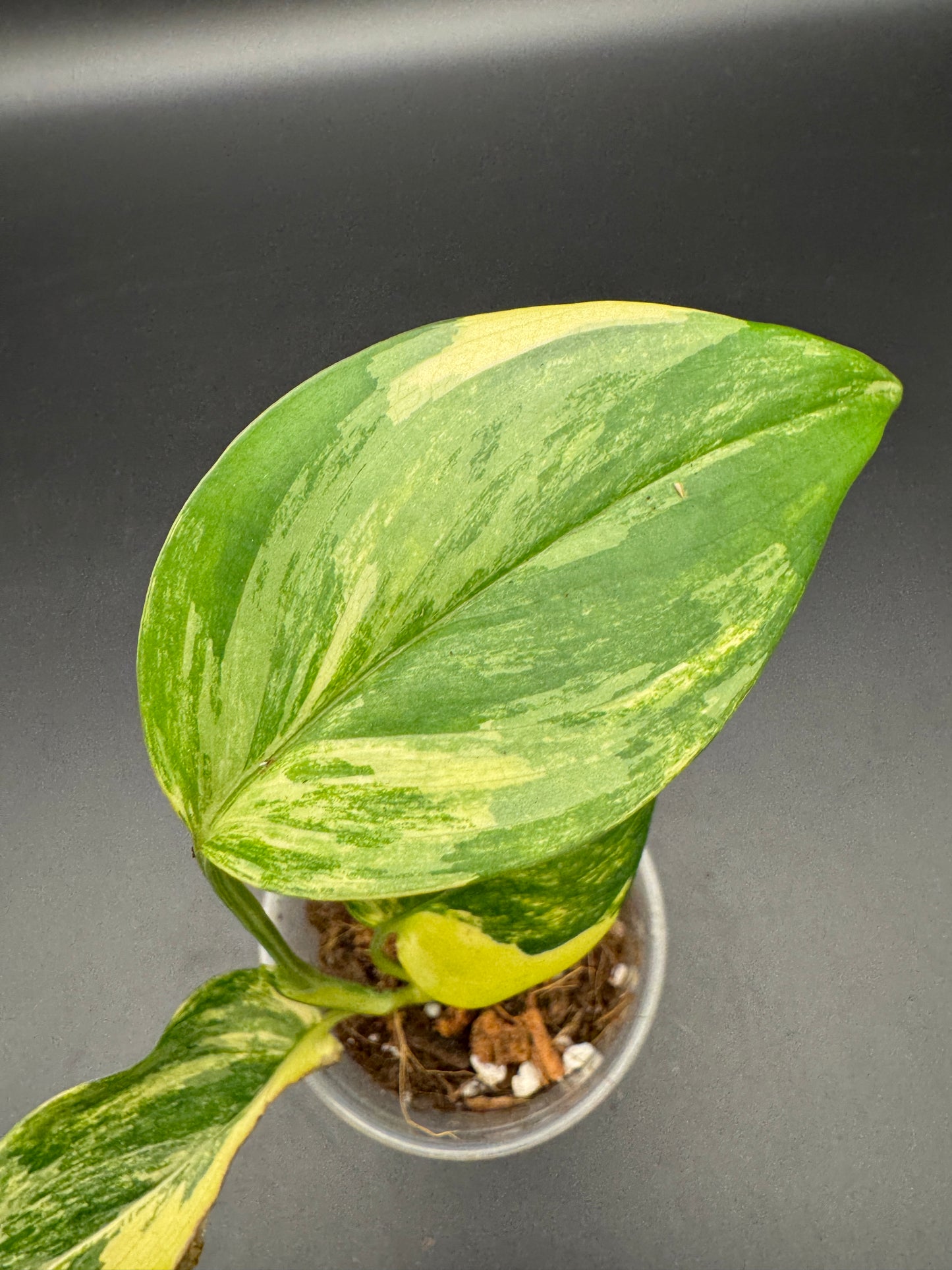 Scindapsus Longistipitatus Aurea