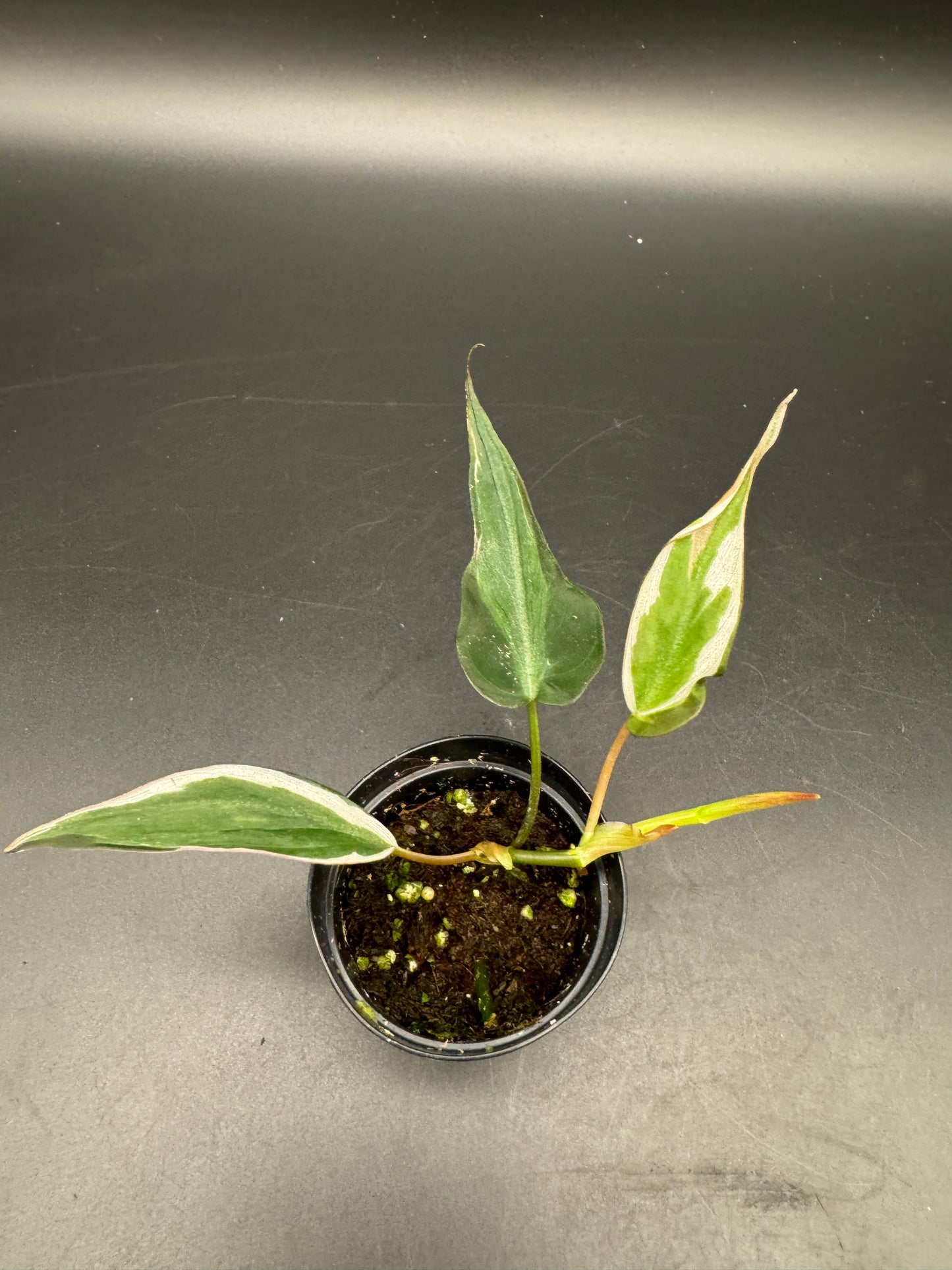 Philodendron micans velvet halo variegata