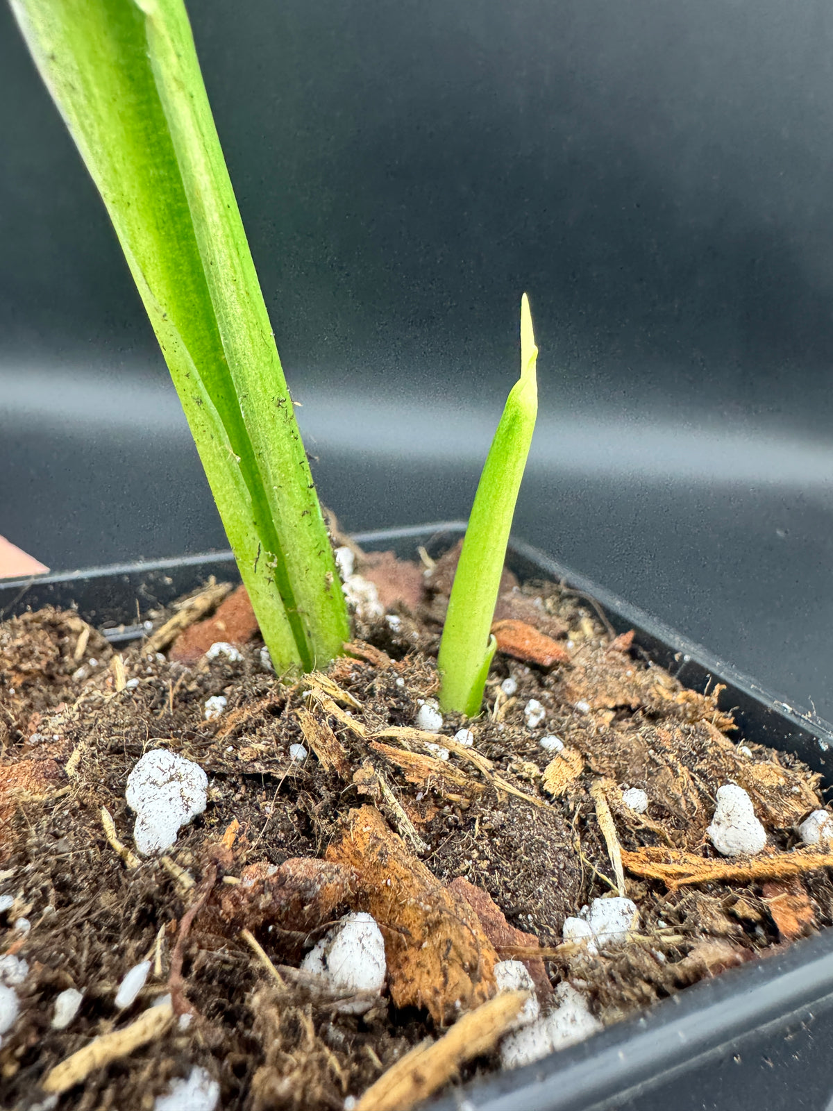 Monstera Adansonii Albo variegata