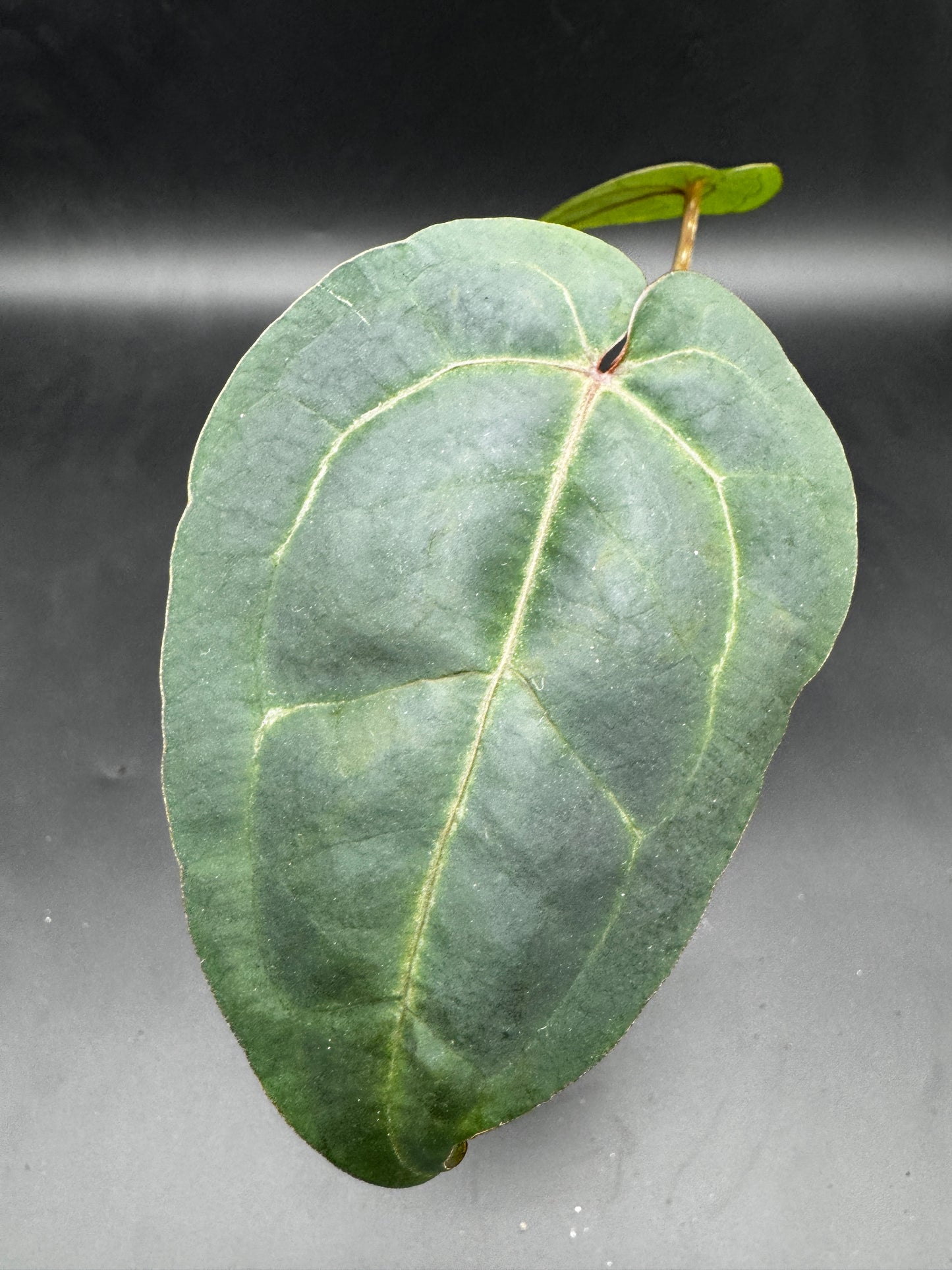 Anthurium AoS dfxgf × Michelle