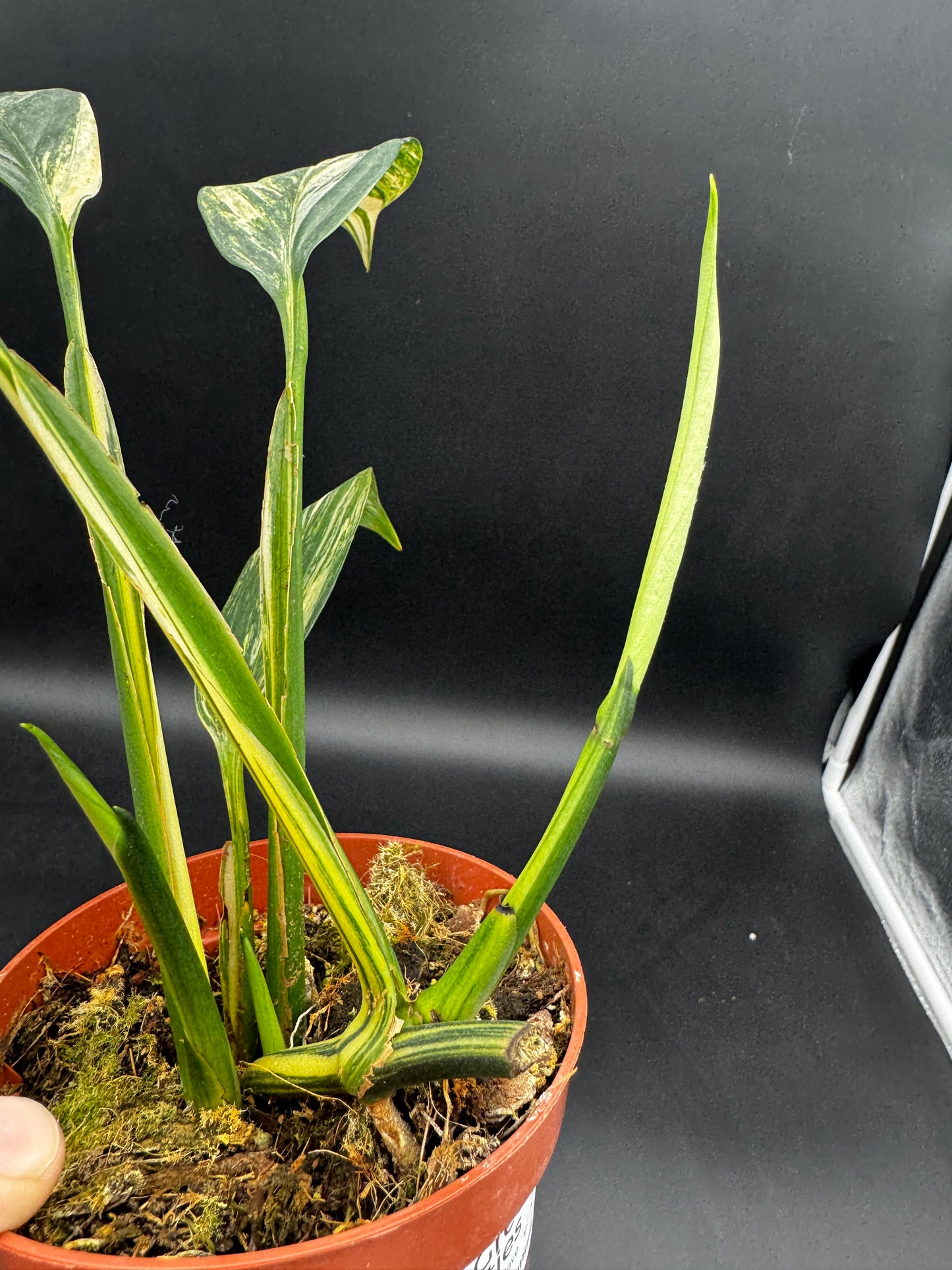Epipremnum Amplissimum Aurea variegata mit 3 Trieben