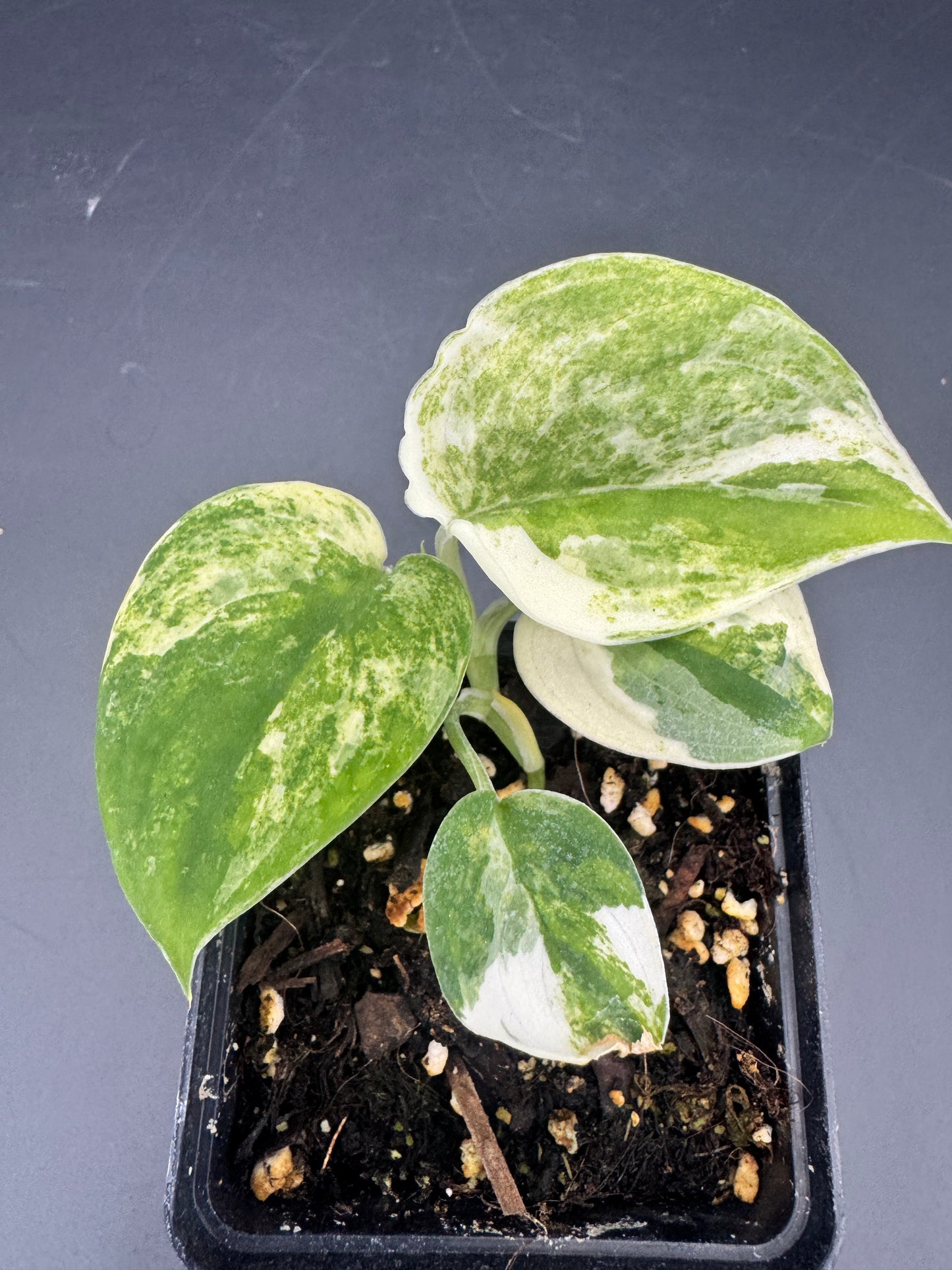 Scindapsus mangurai