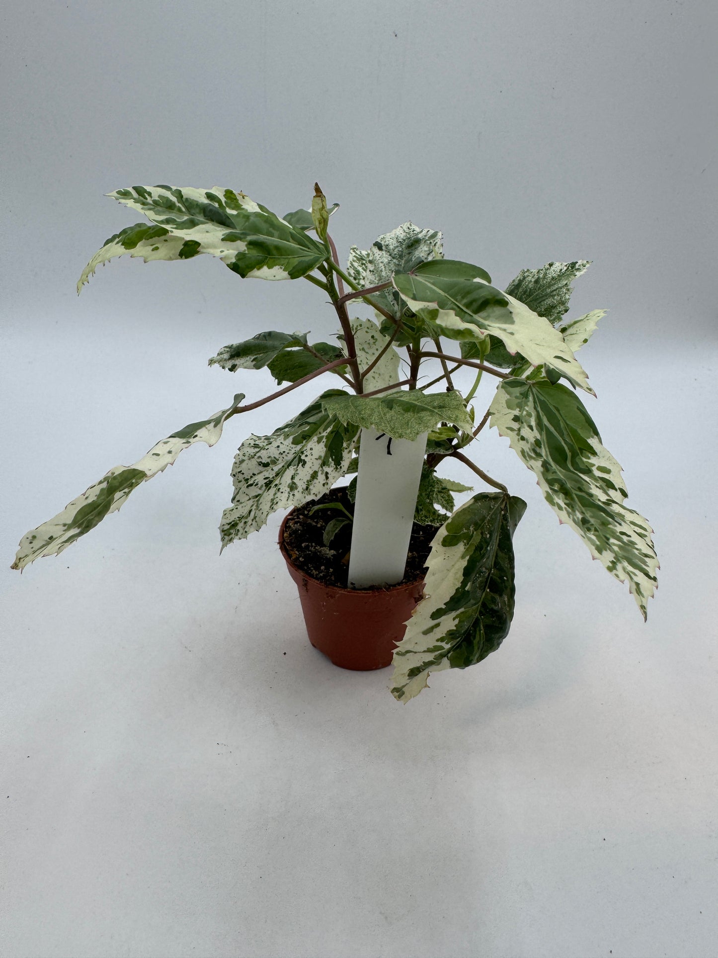 Hibiskus variegata