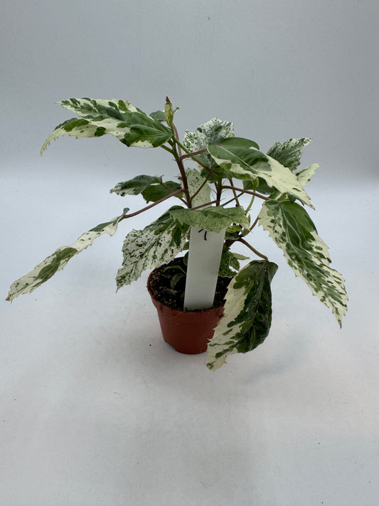 Hibiskus variegata