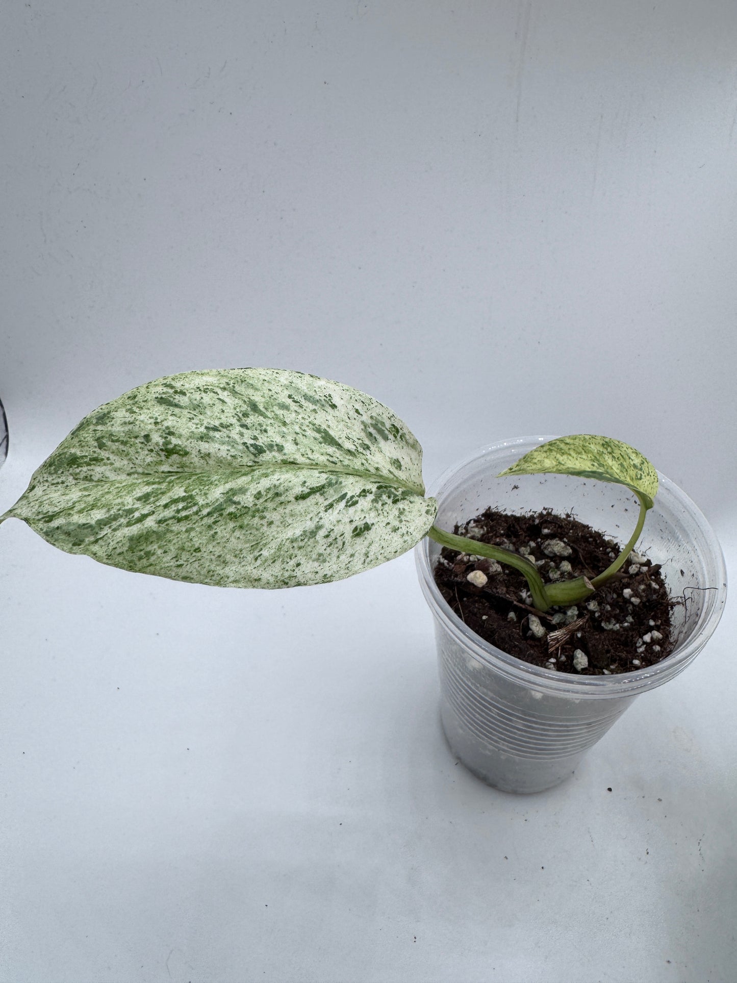 Signature Choice Trio #1