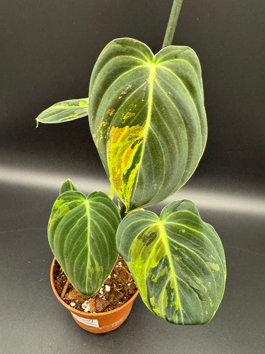 Philodendron melanochrysum variegata