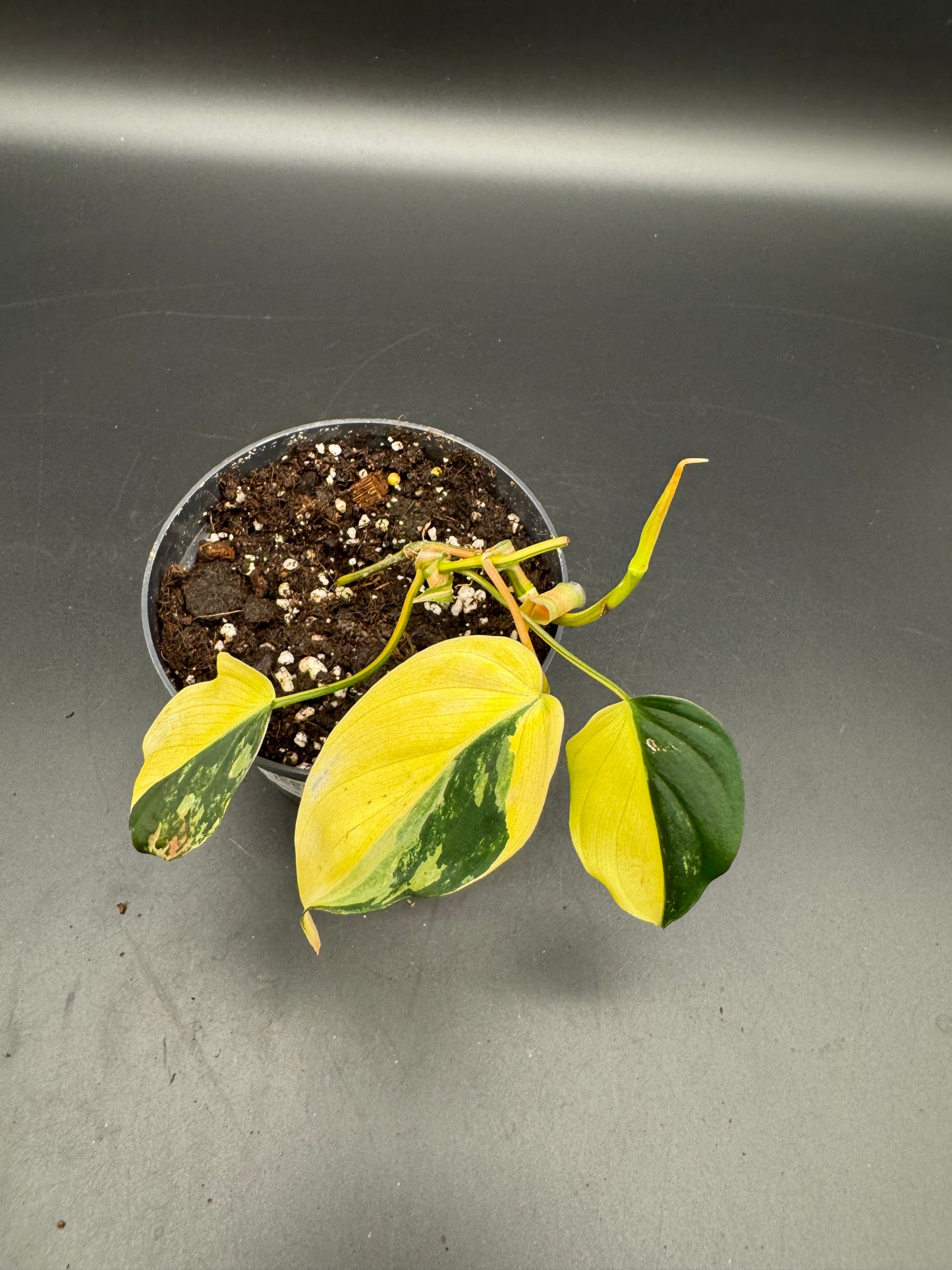 Philodendron micans variegata