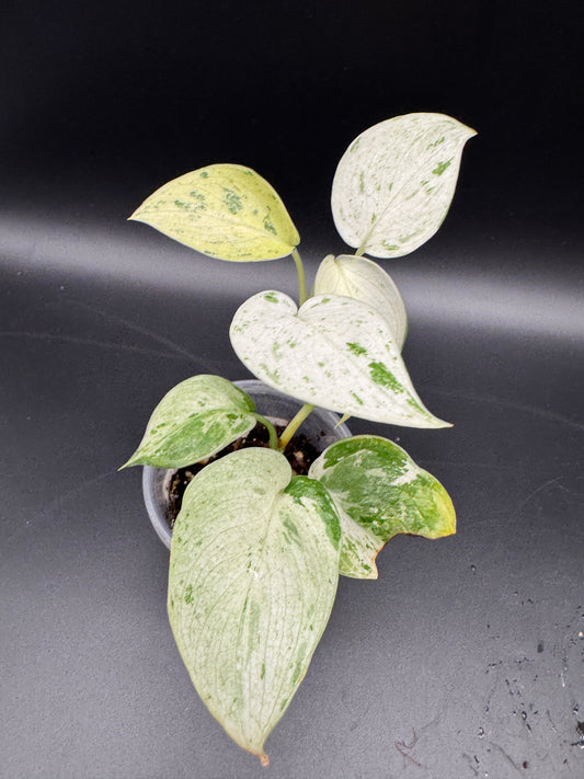 Scindapsus treubii Moonlight Marble var.