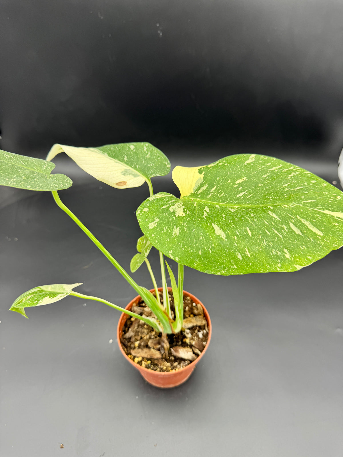 Monstera Thai constellation