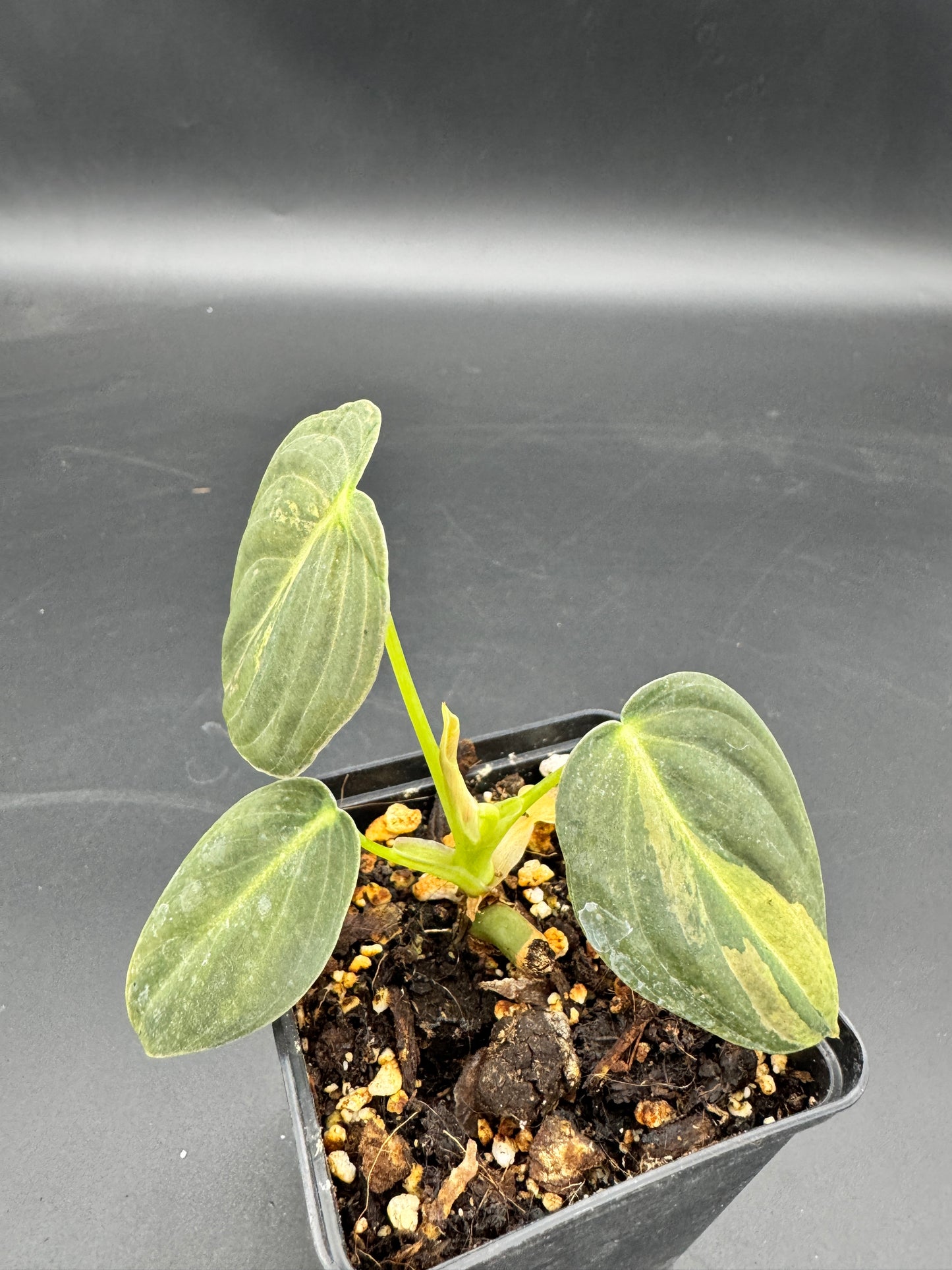 Philodendron melanochrysum variegata
