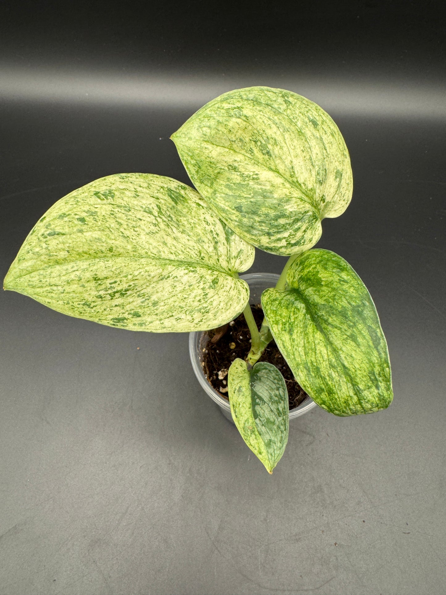 Scindapsus Silver Splash variegata