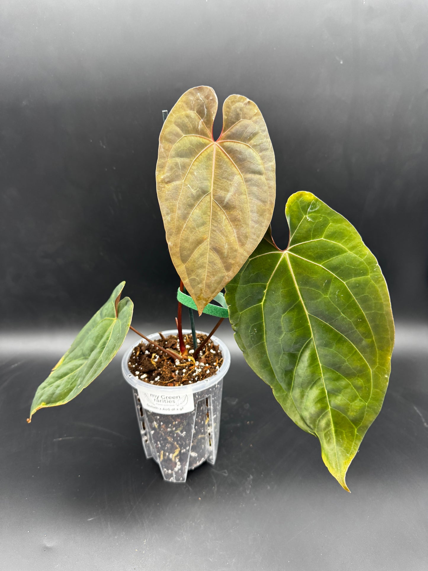 Anthurium Goliath x Ace of Spades Dark Form x Green Form