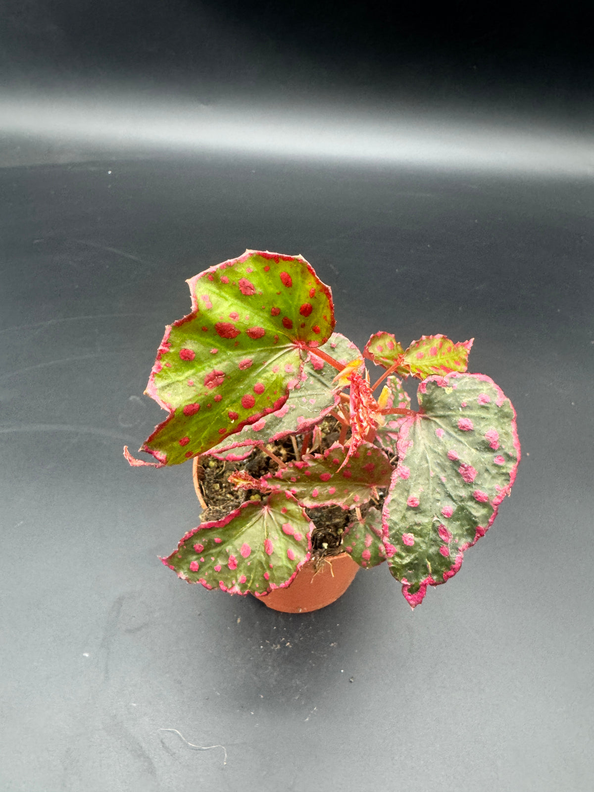 Begonia Pink Lady